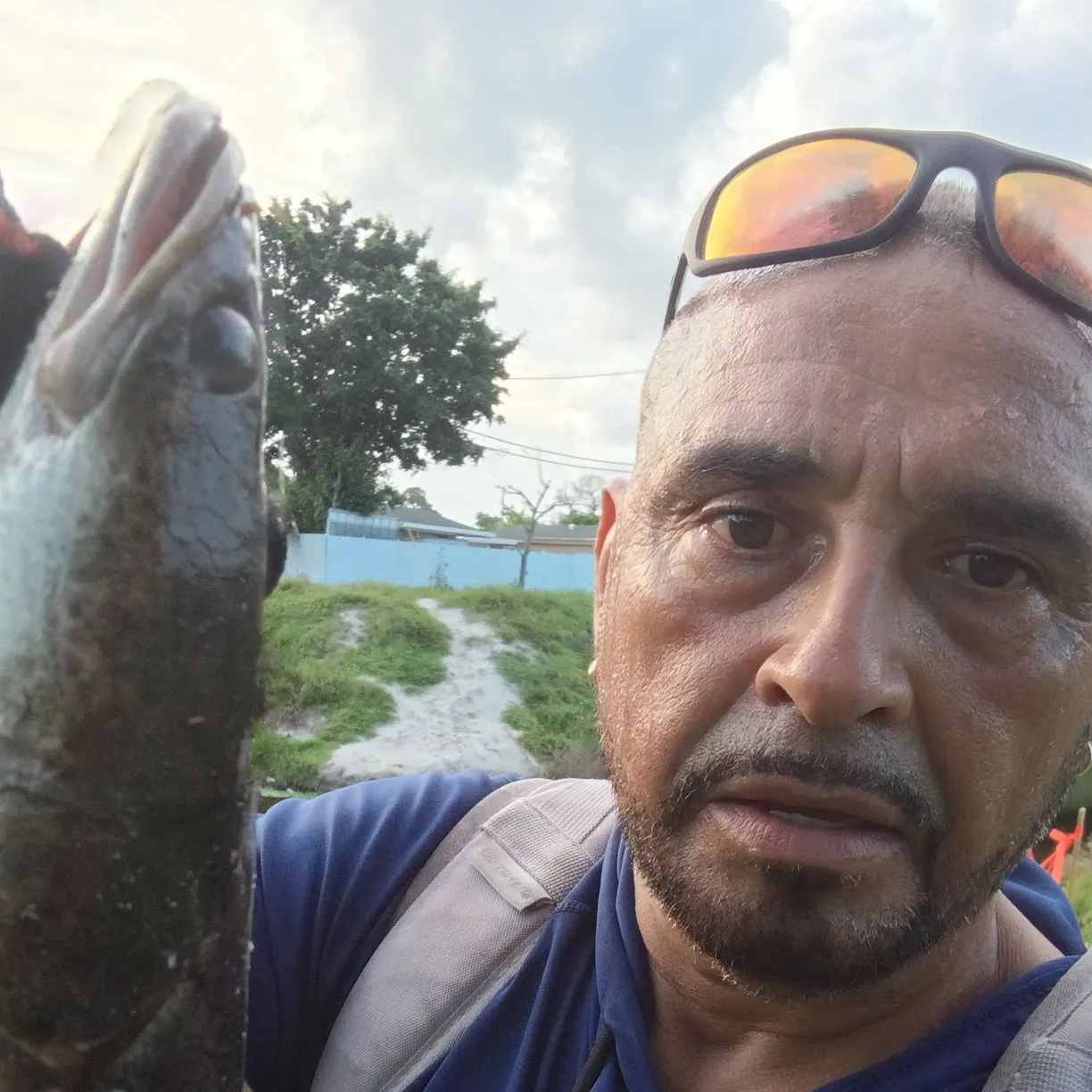 The most recent Atlantic cutlassfish catches on Fishbrain