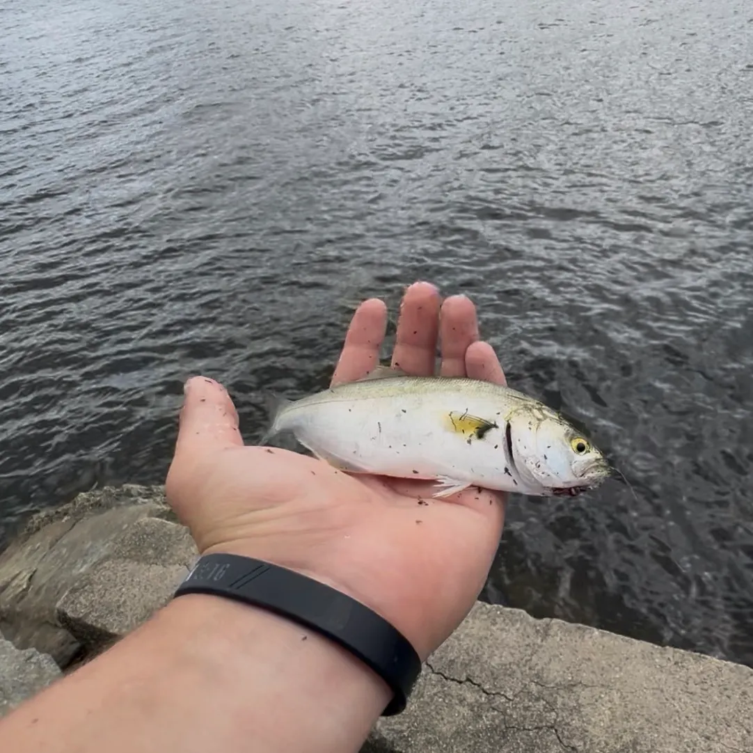 Bluefish caught on Fishbrain