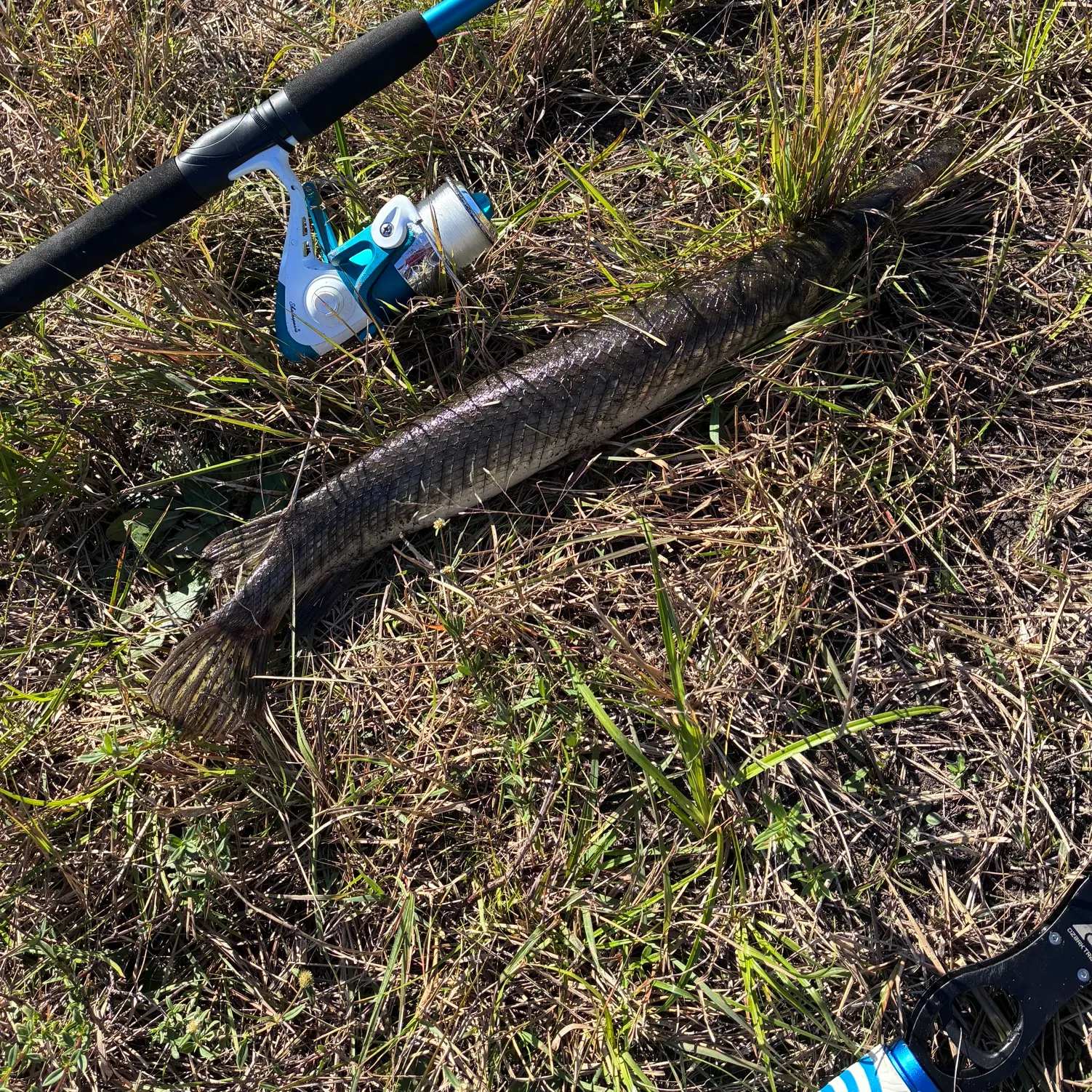 The most recent Spotted gar catches on Fishbrain