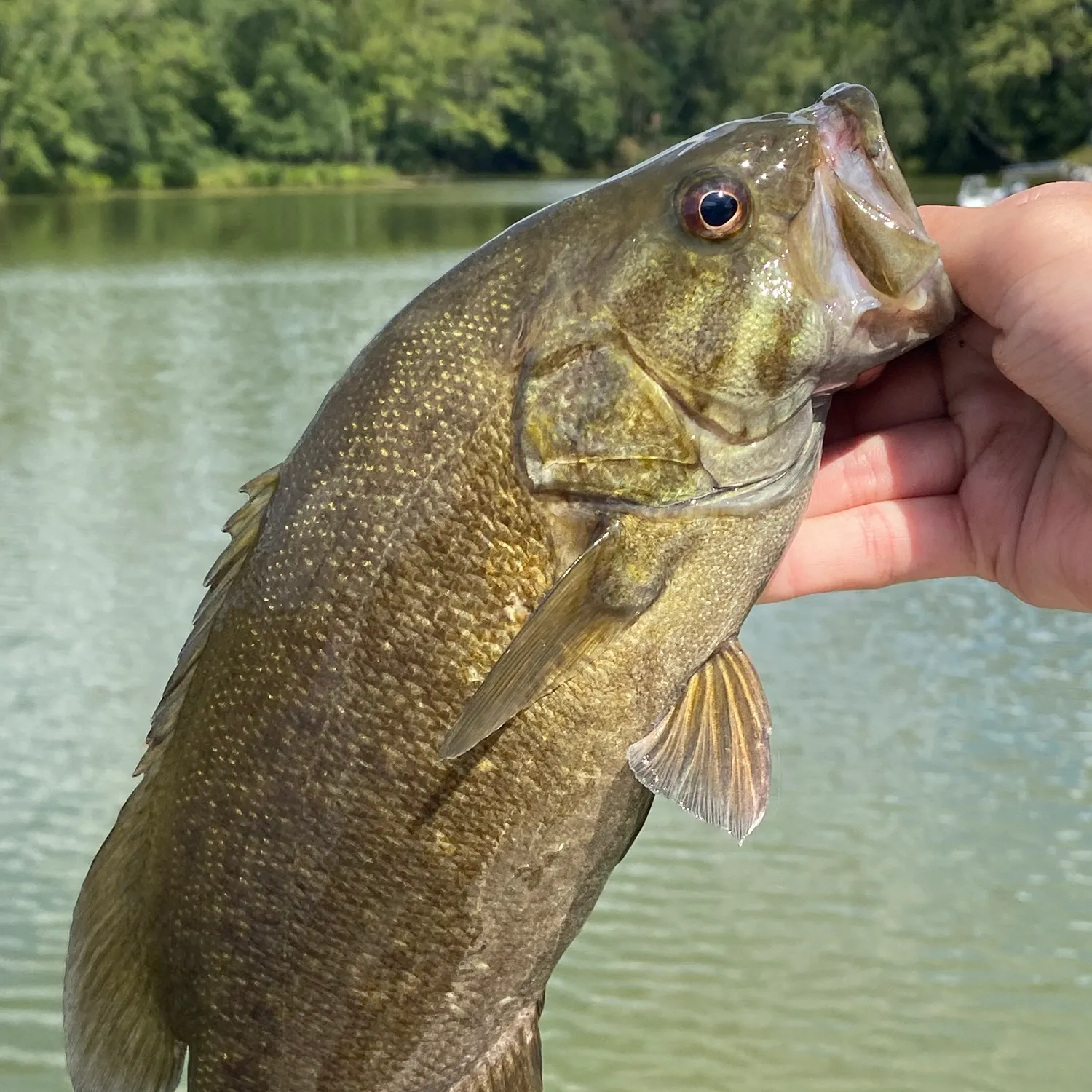 Smallmouth bass caught on Fishbrain