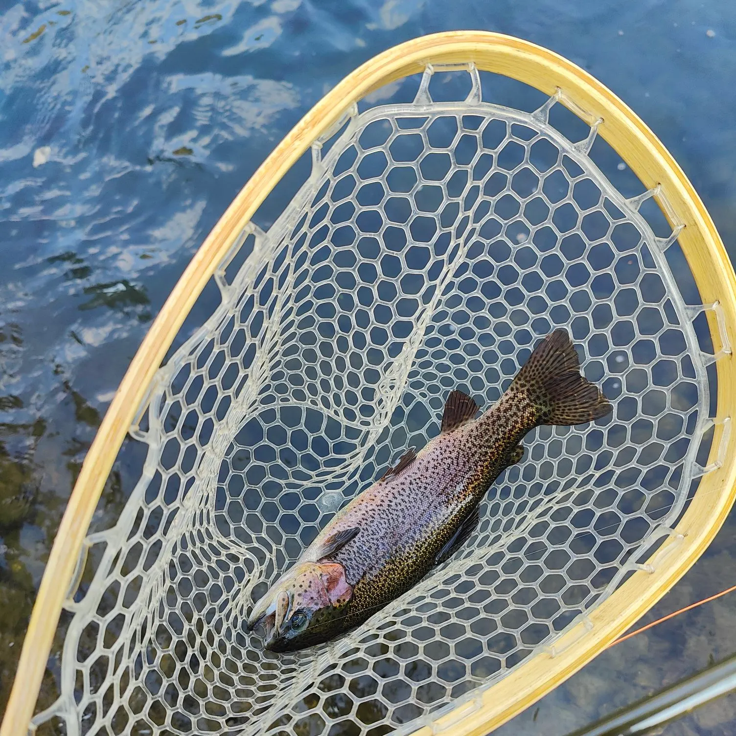 Rainbow trout caught on Fishbrain