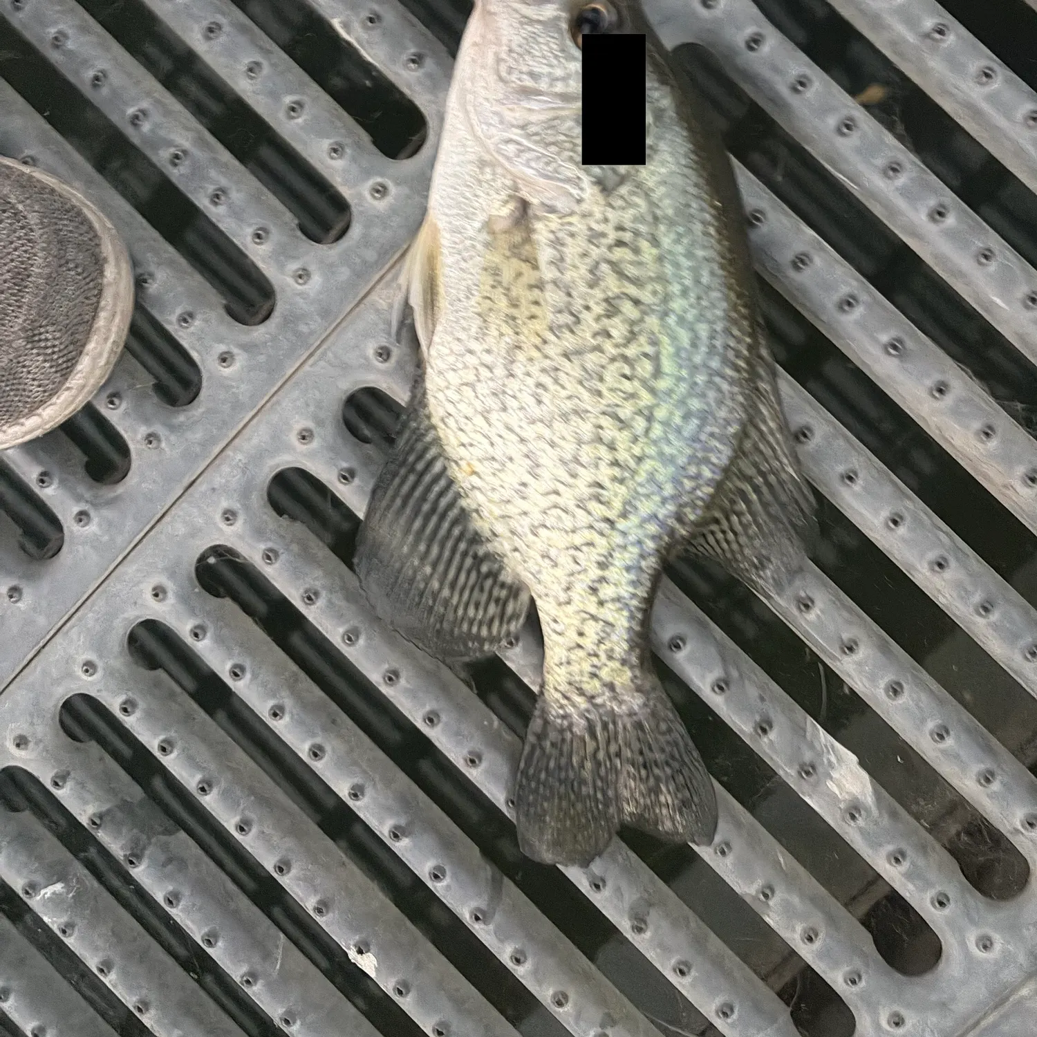 Black crappie caught on Fishbrain