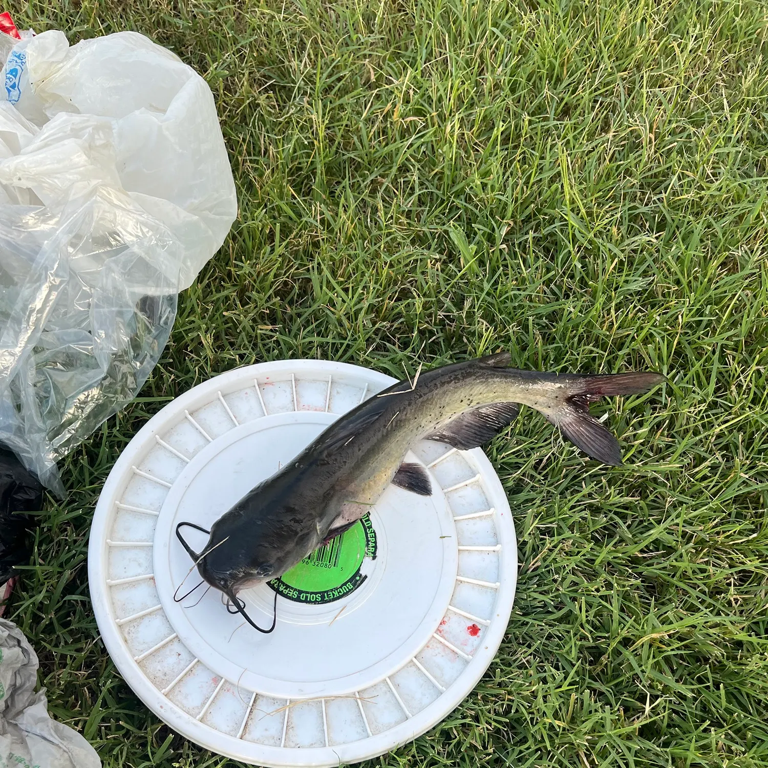 Channel catfish caught on Fishbrain