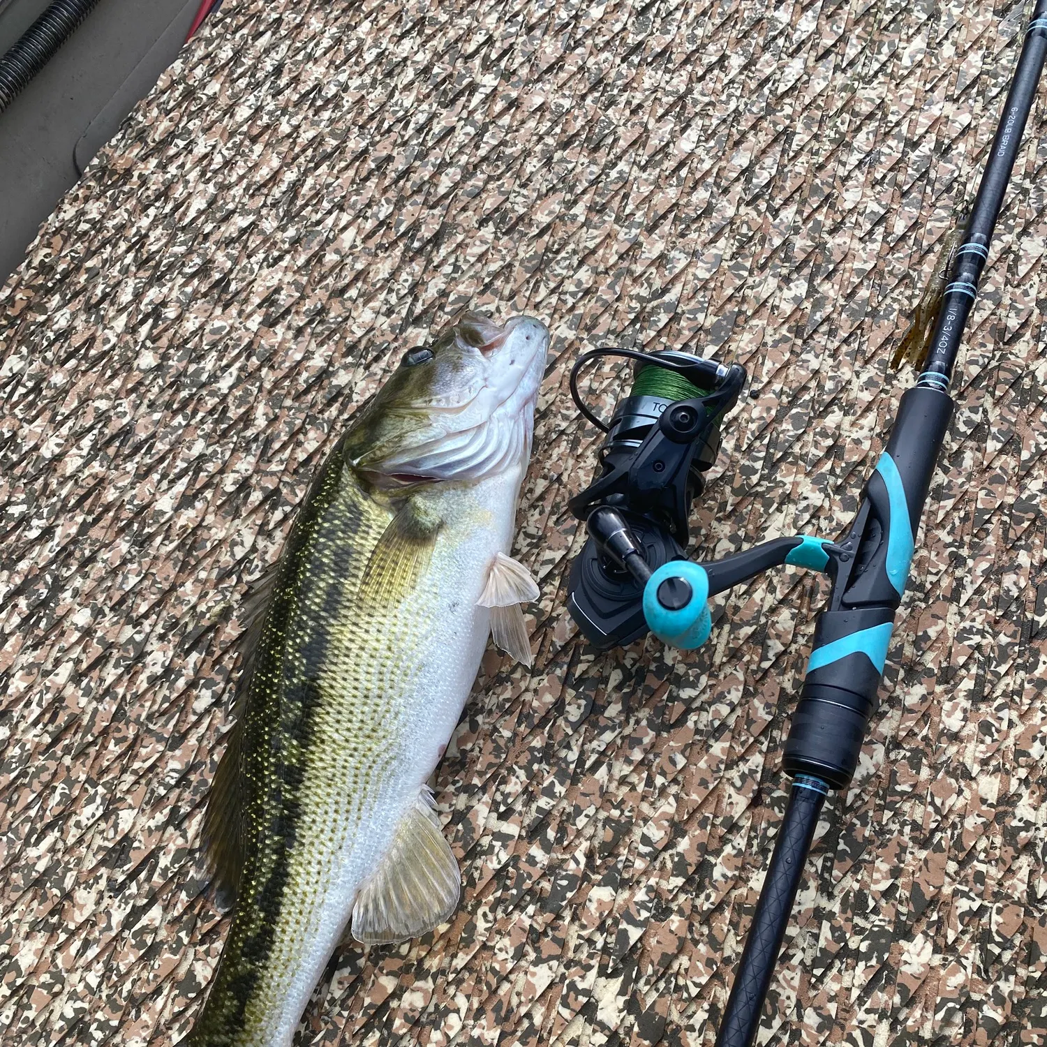 Spotted bass caught on Fishbrain