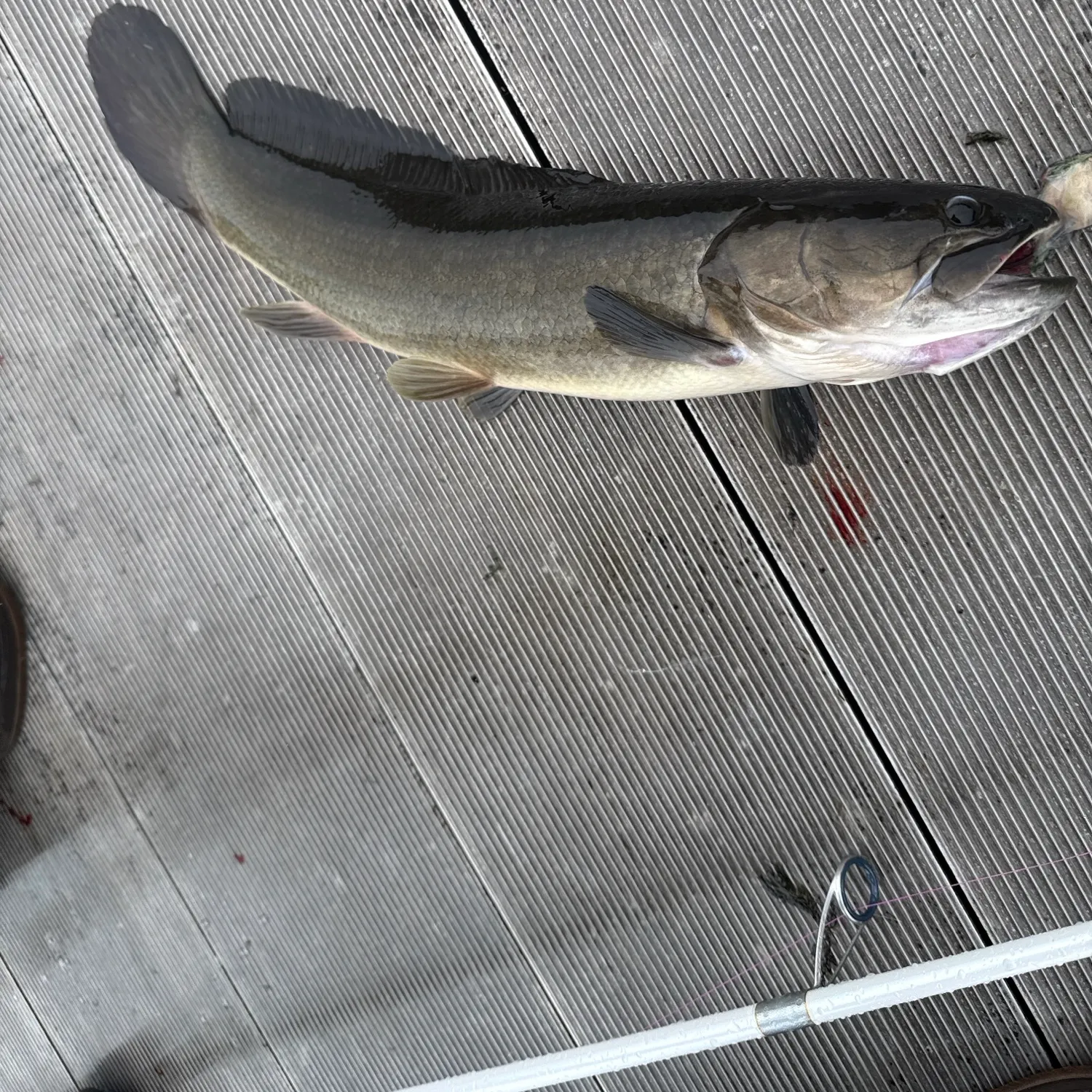 Ruddy bowfin caught on Fishbrain