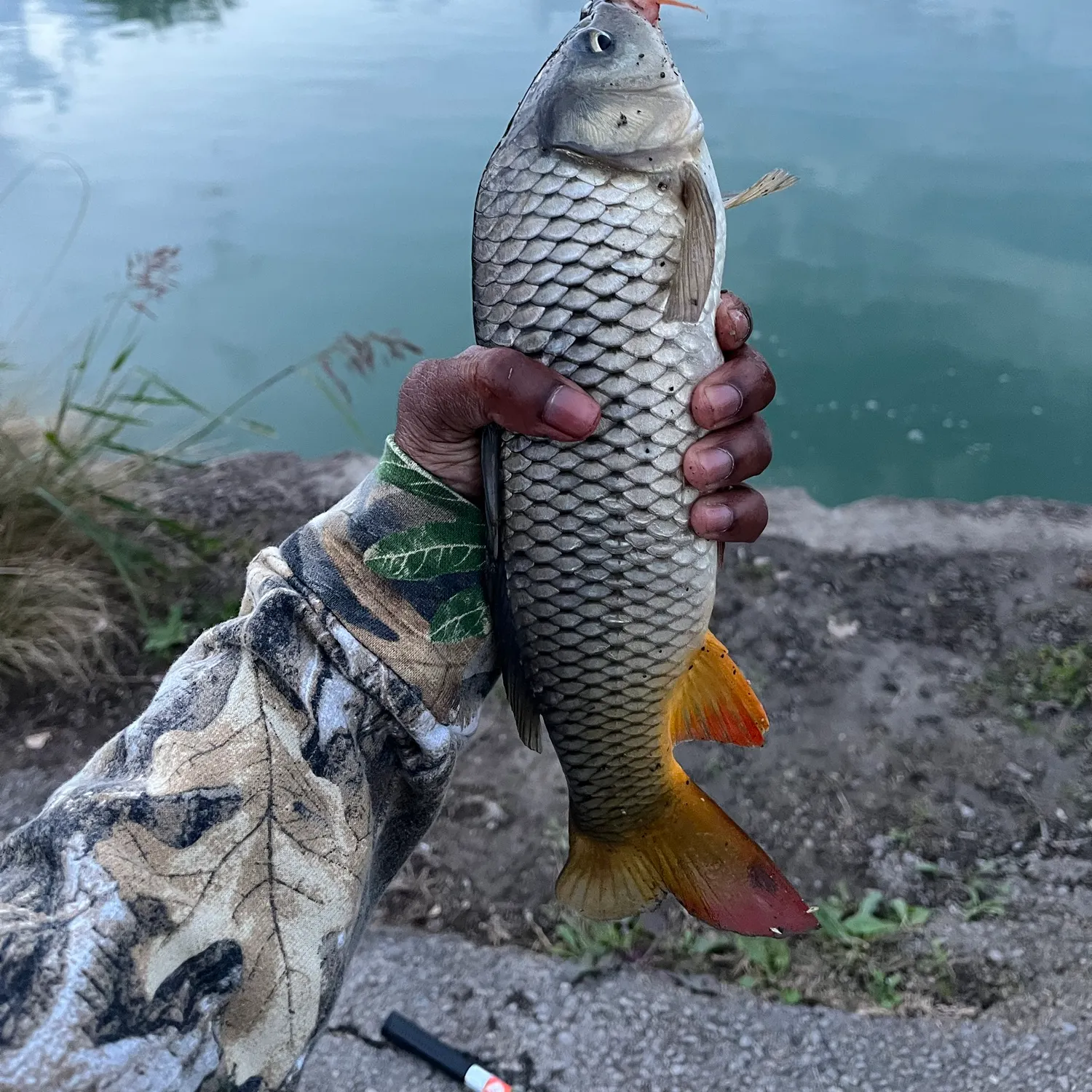 Common carp caught on Fishbrain