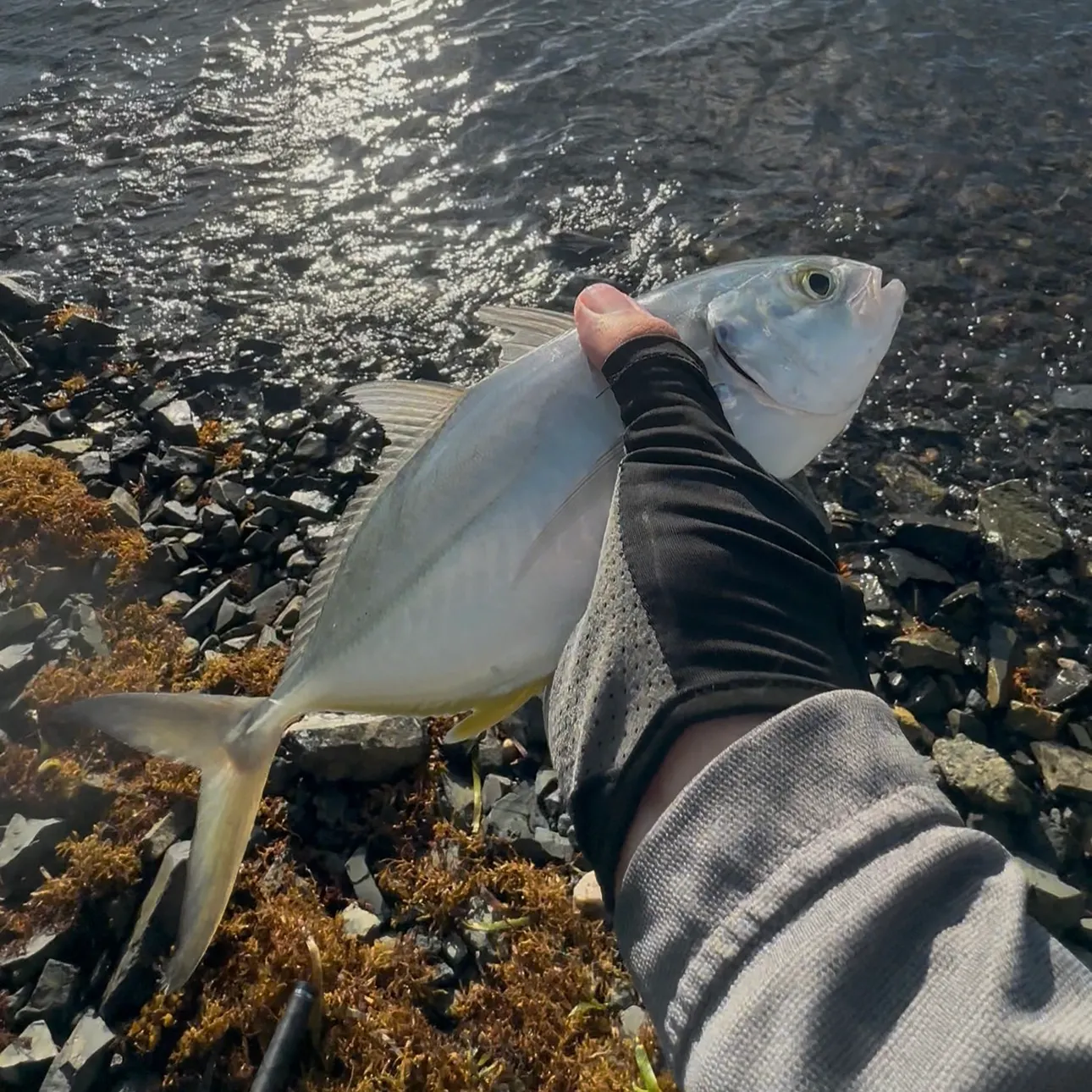 The most recent Blue runner catches on Fishbrain