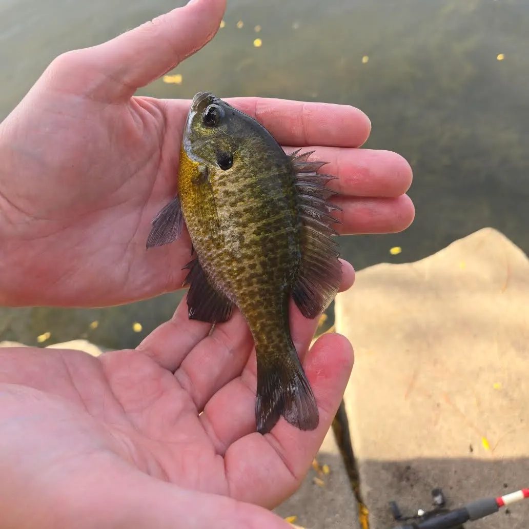 Green sunfish caught on Fishbrain