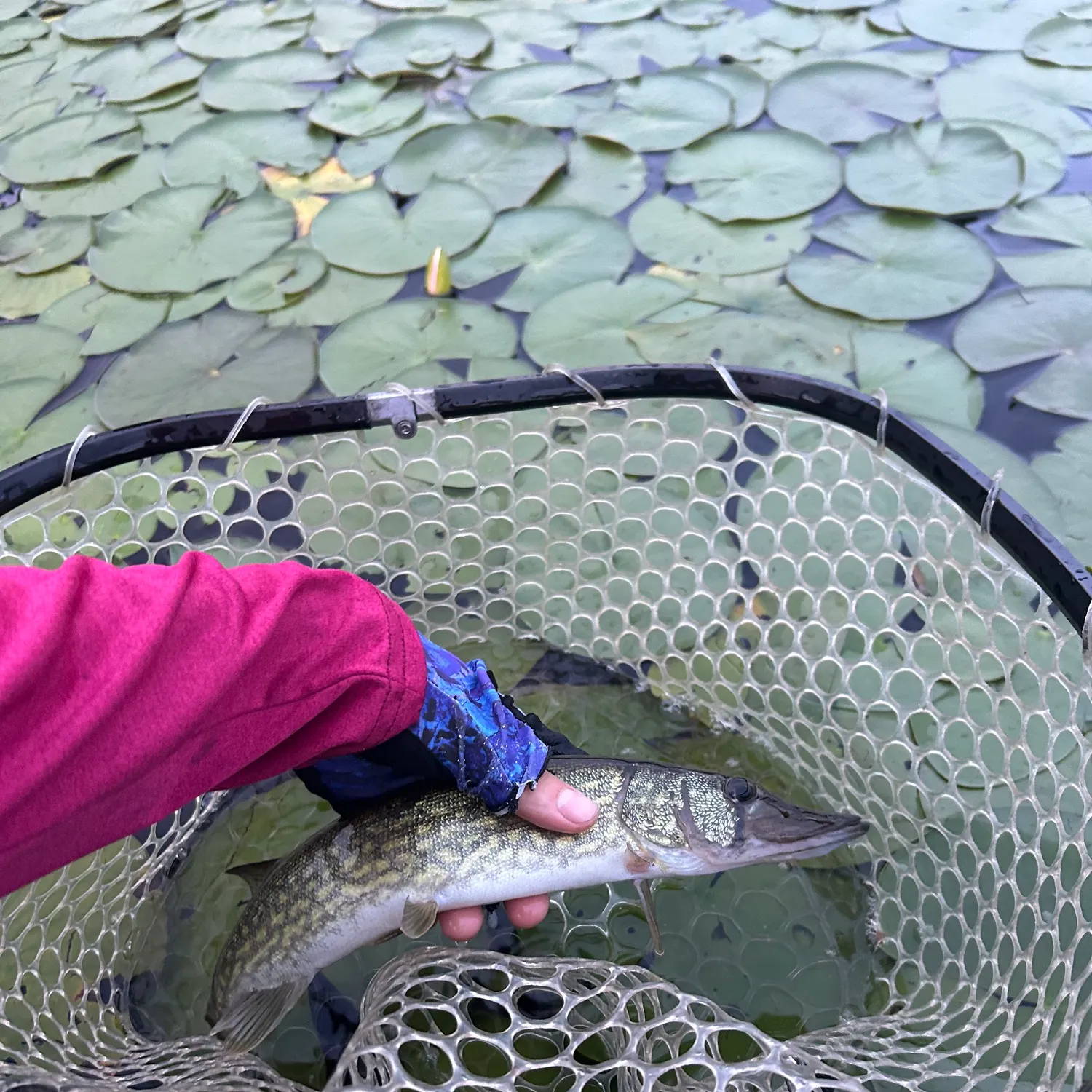 Chain pickerel caught on Fishbrain