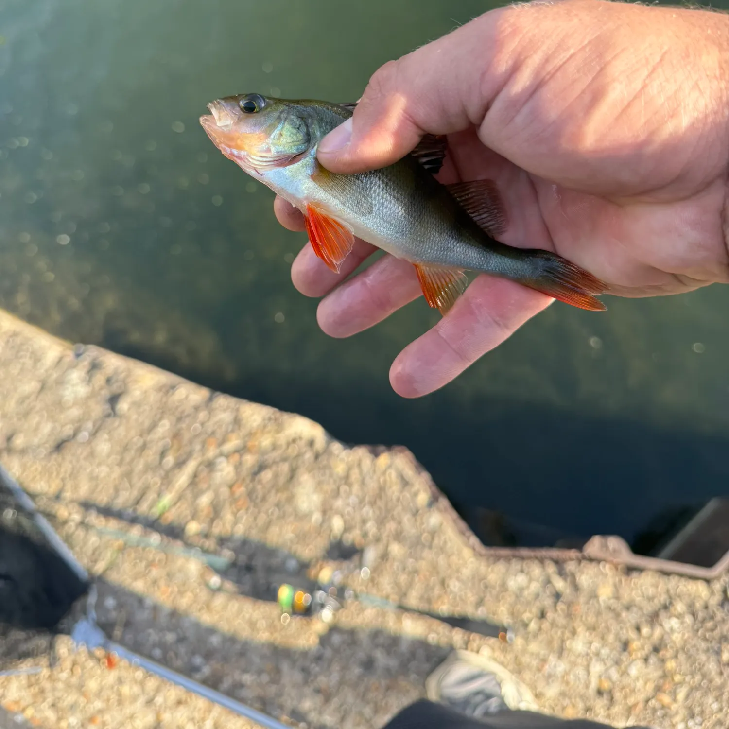 European perch caught on Fishbrain
