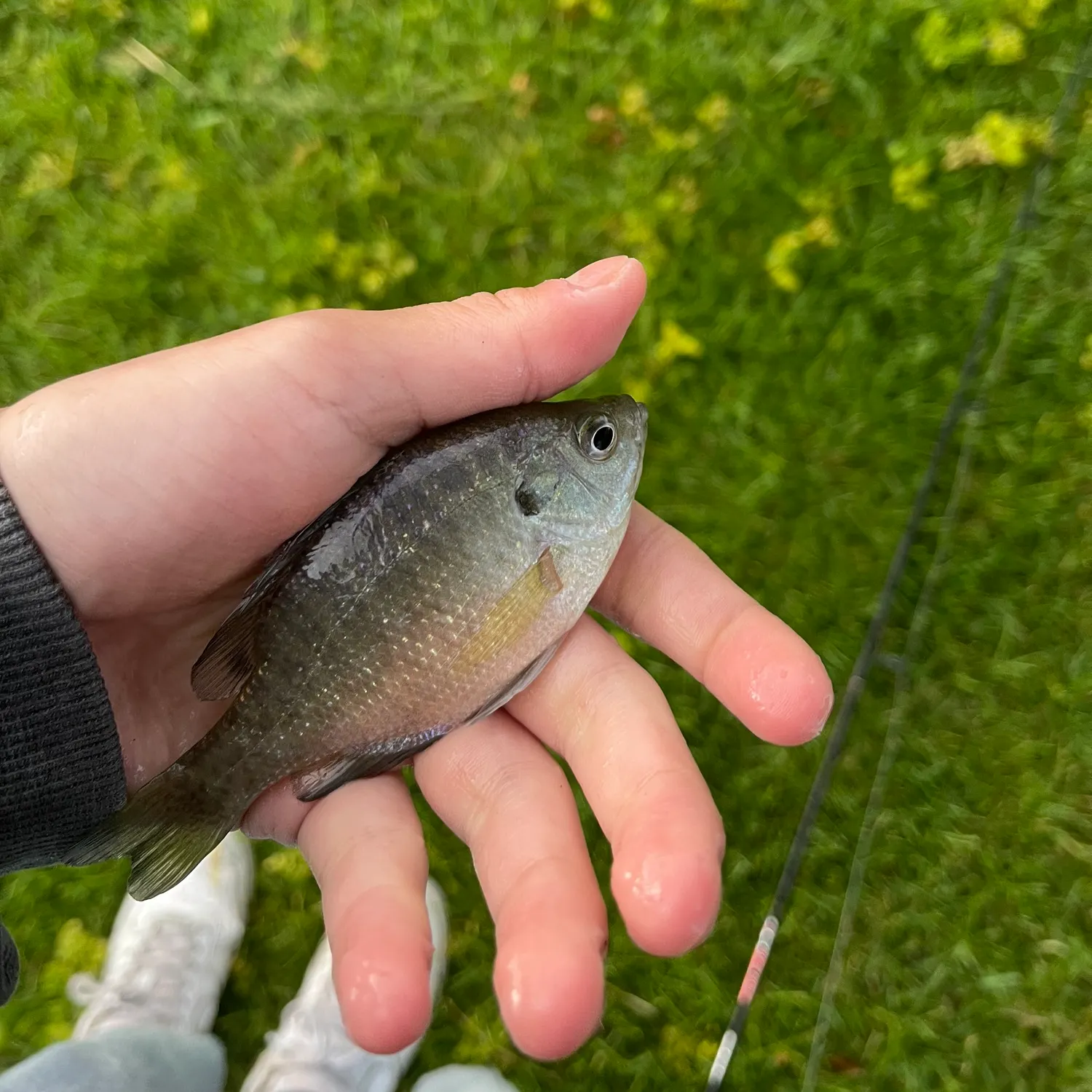 Bluegill caught on Fishbrain