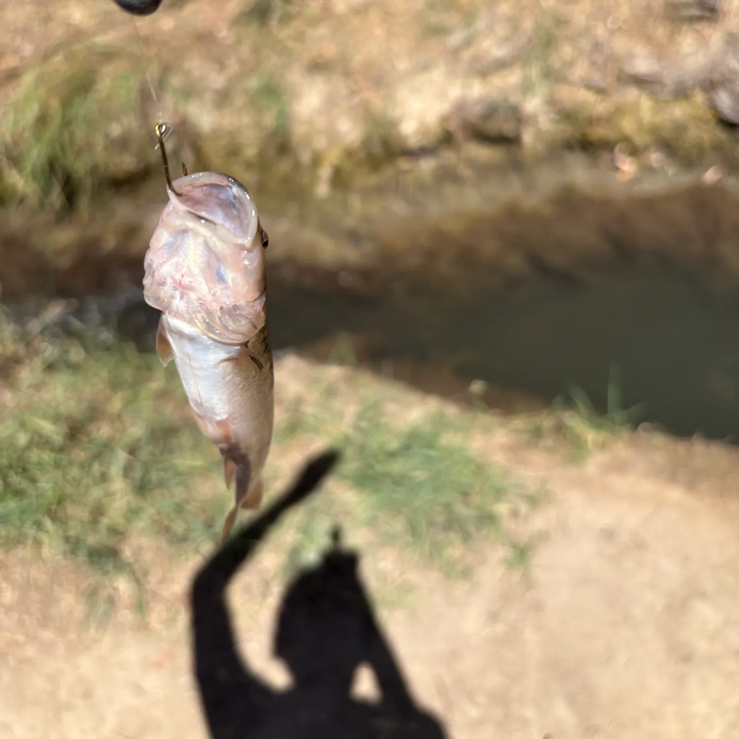 Creek chub caught on Fishbrain