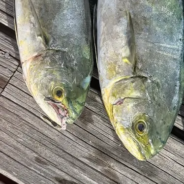 Common dolphinfish caught on Fishbrain