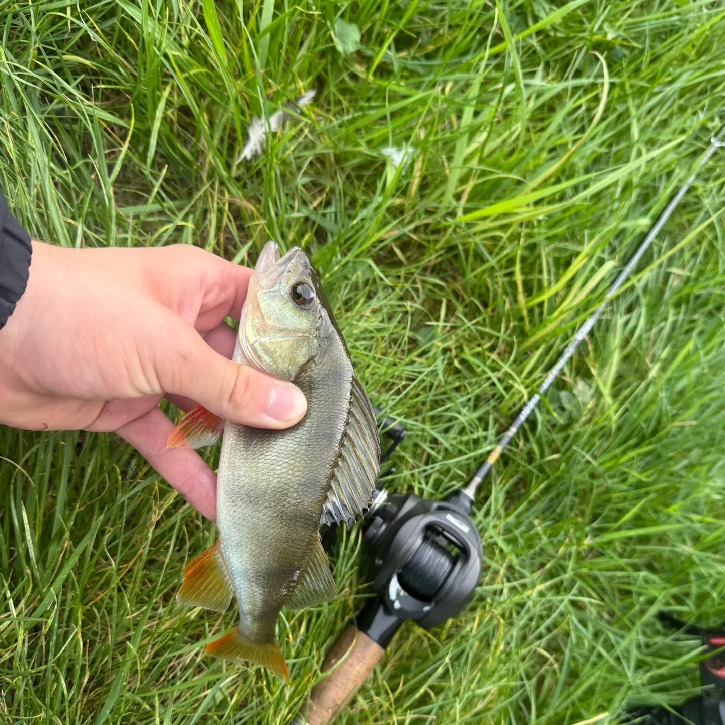 European perch caught on Fishbrain