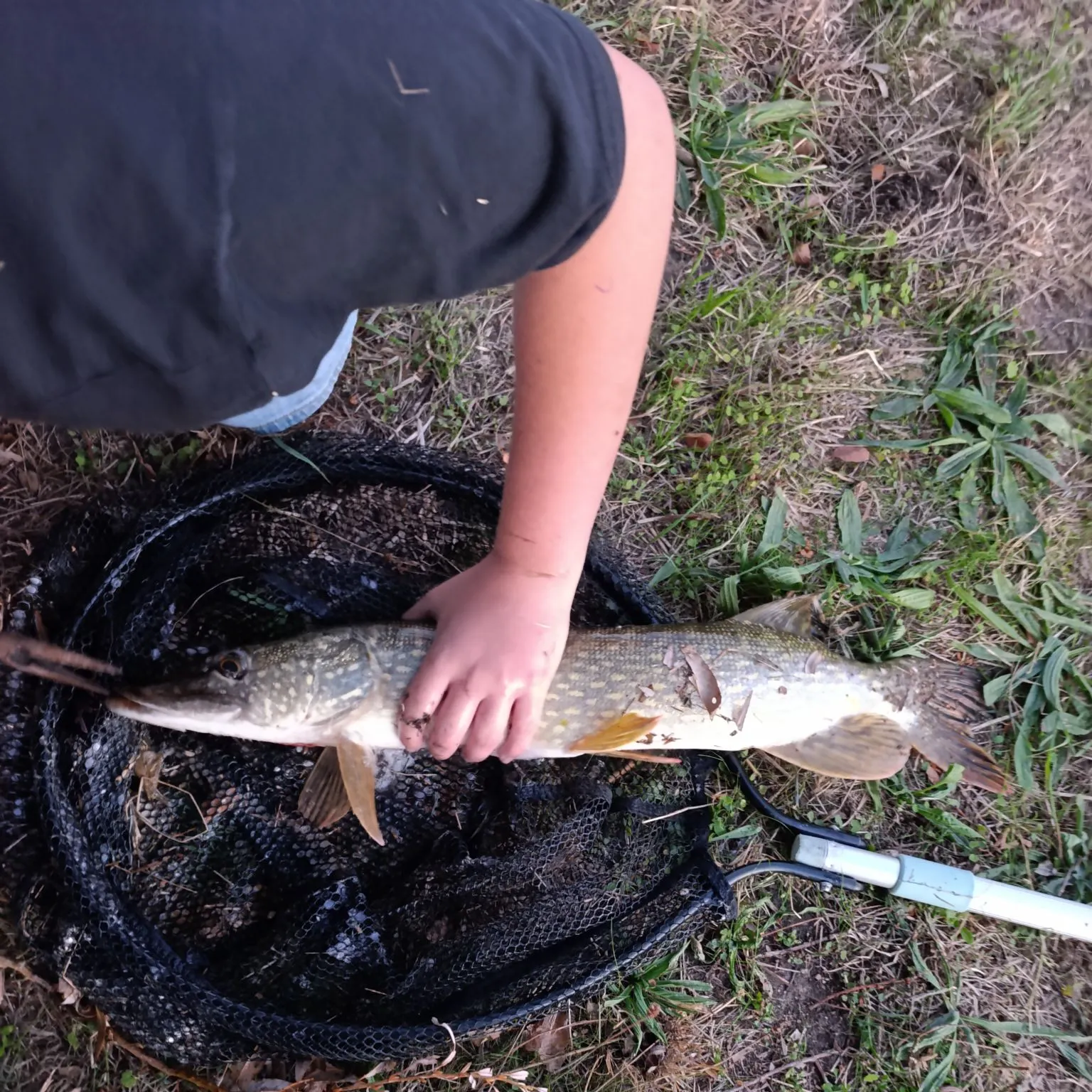 Northern pike caught on Fishbrain