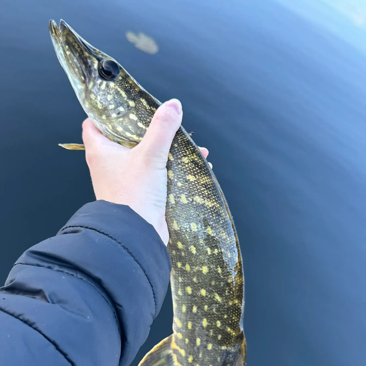 Northern pike caught on Fishbrain