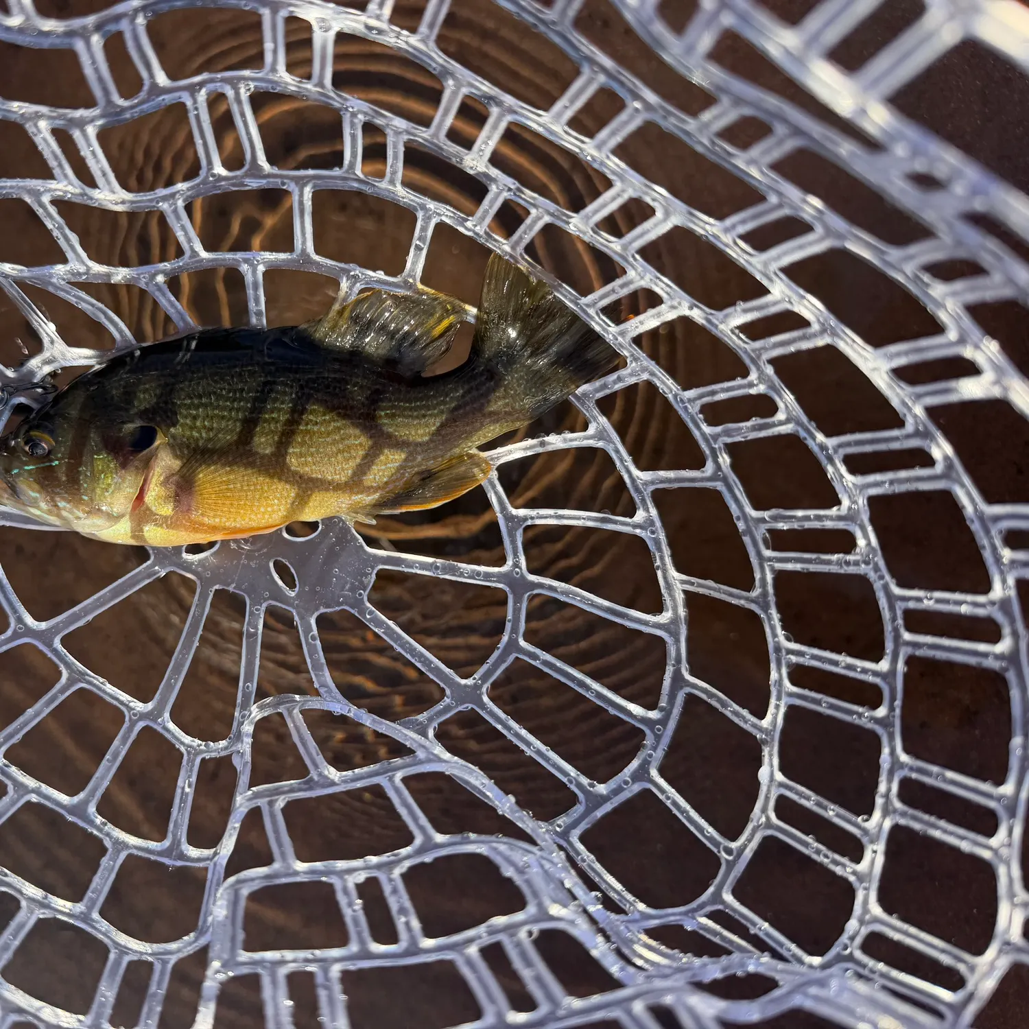 Green sunfish caught on Fishbrain
