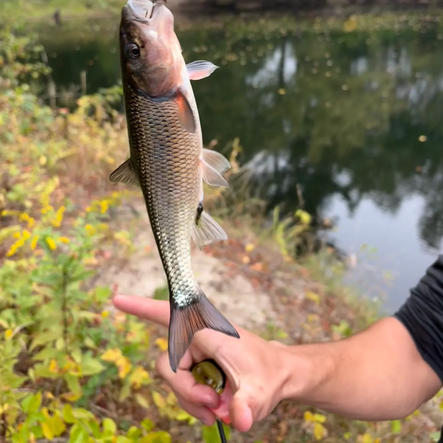 Fallfish caught on Fishbrain