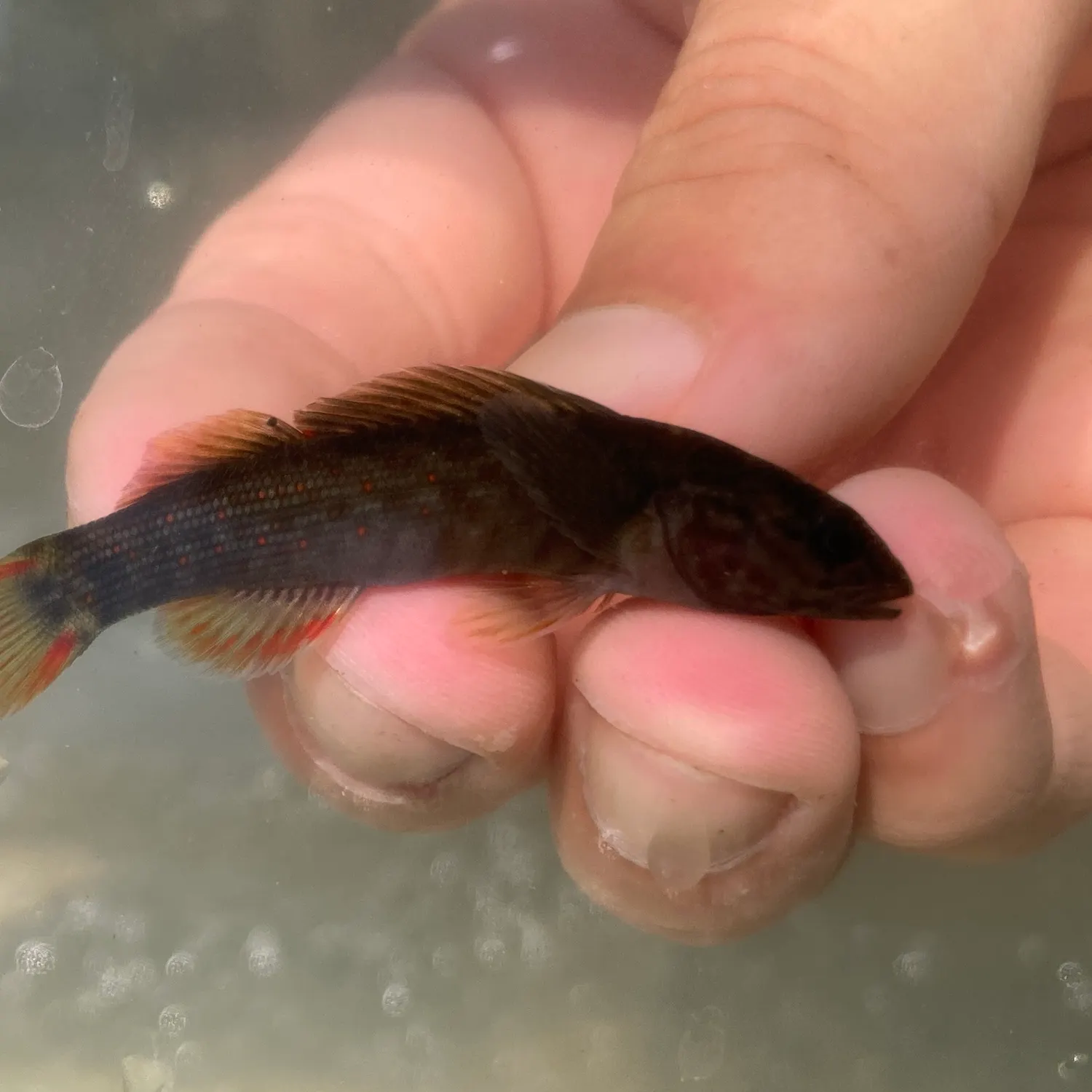 The most recent Wounded darter catches on Fishbrain