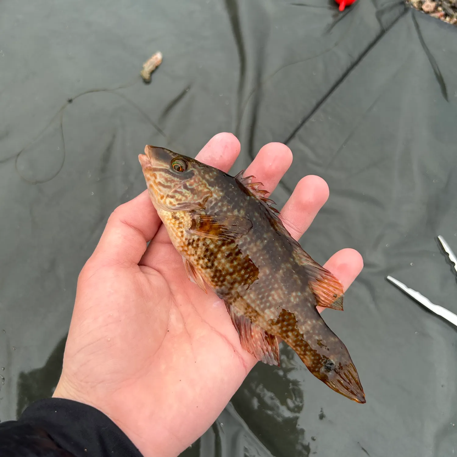 Ballan wrasse caught on Fishbrain
