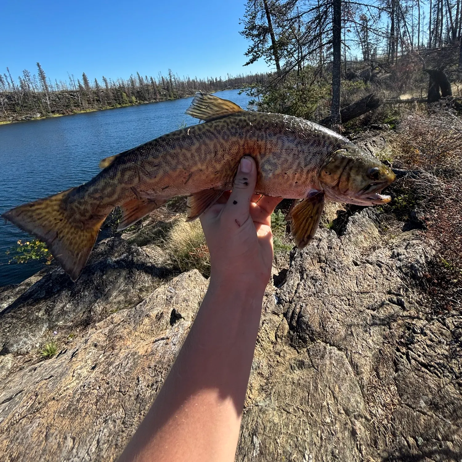 Tiger trout caught on Fishbrain