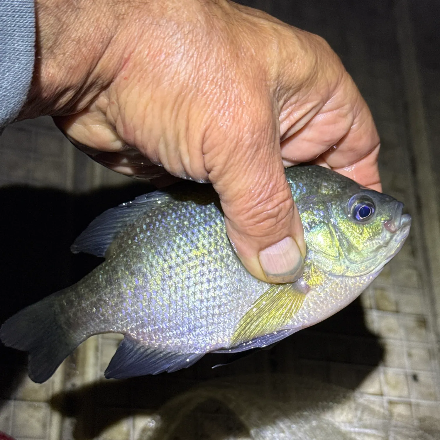 Bluegill caught on Fishbrain