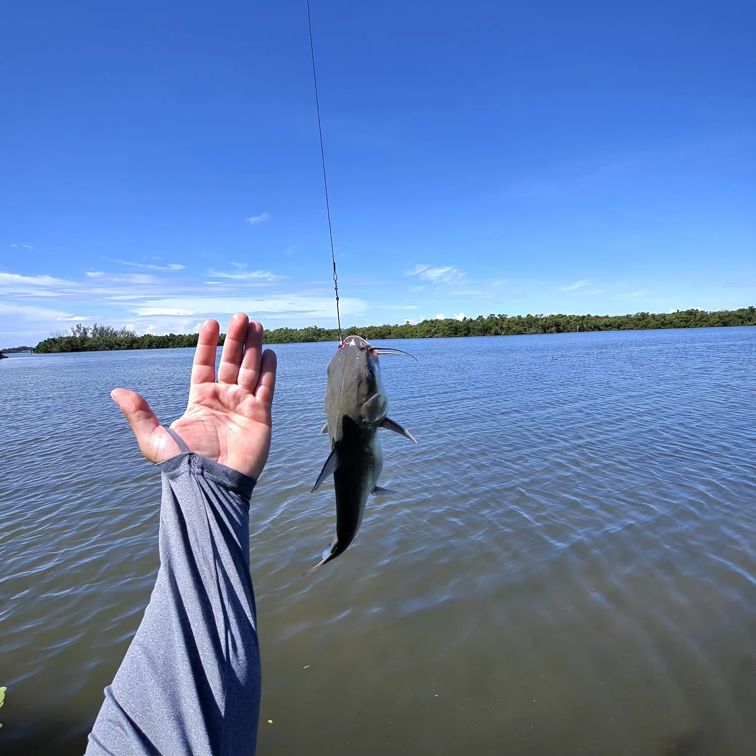 Channel catfish caught on Fishbrain