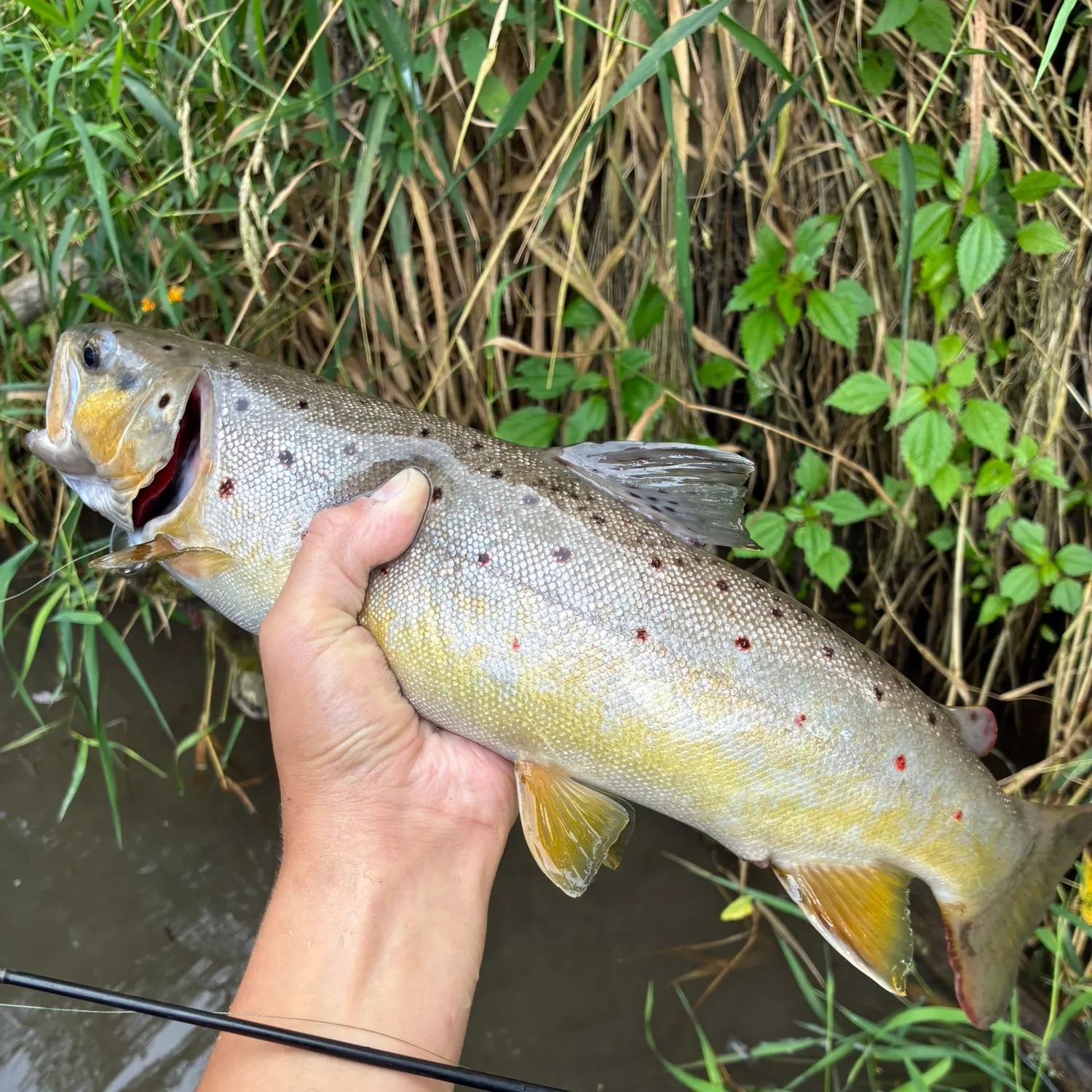 Brown trout caught on Fishbrain