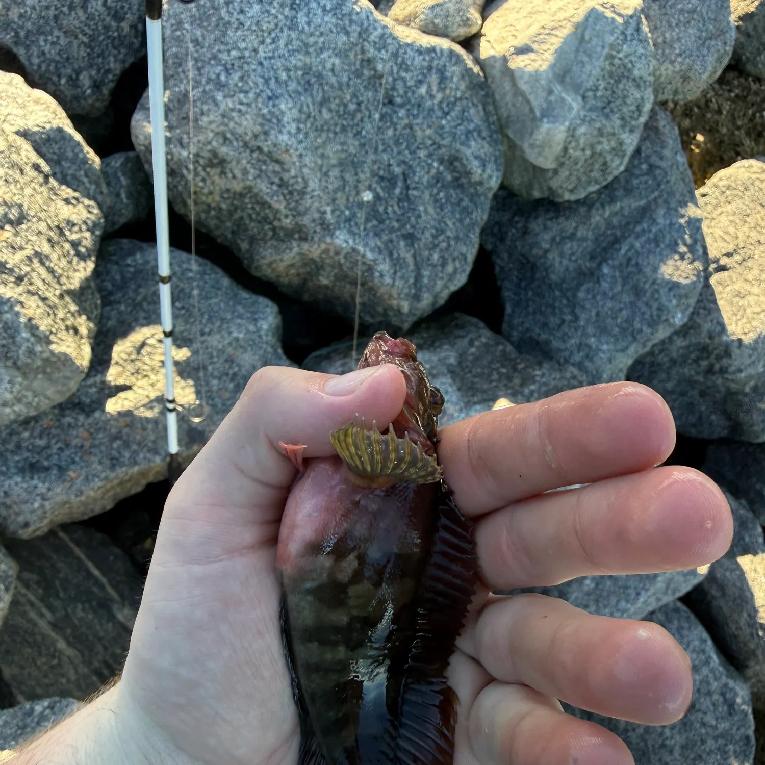 The most recent Hairy blenny catches on Fishbrain