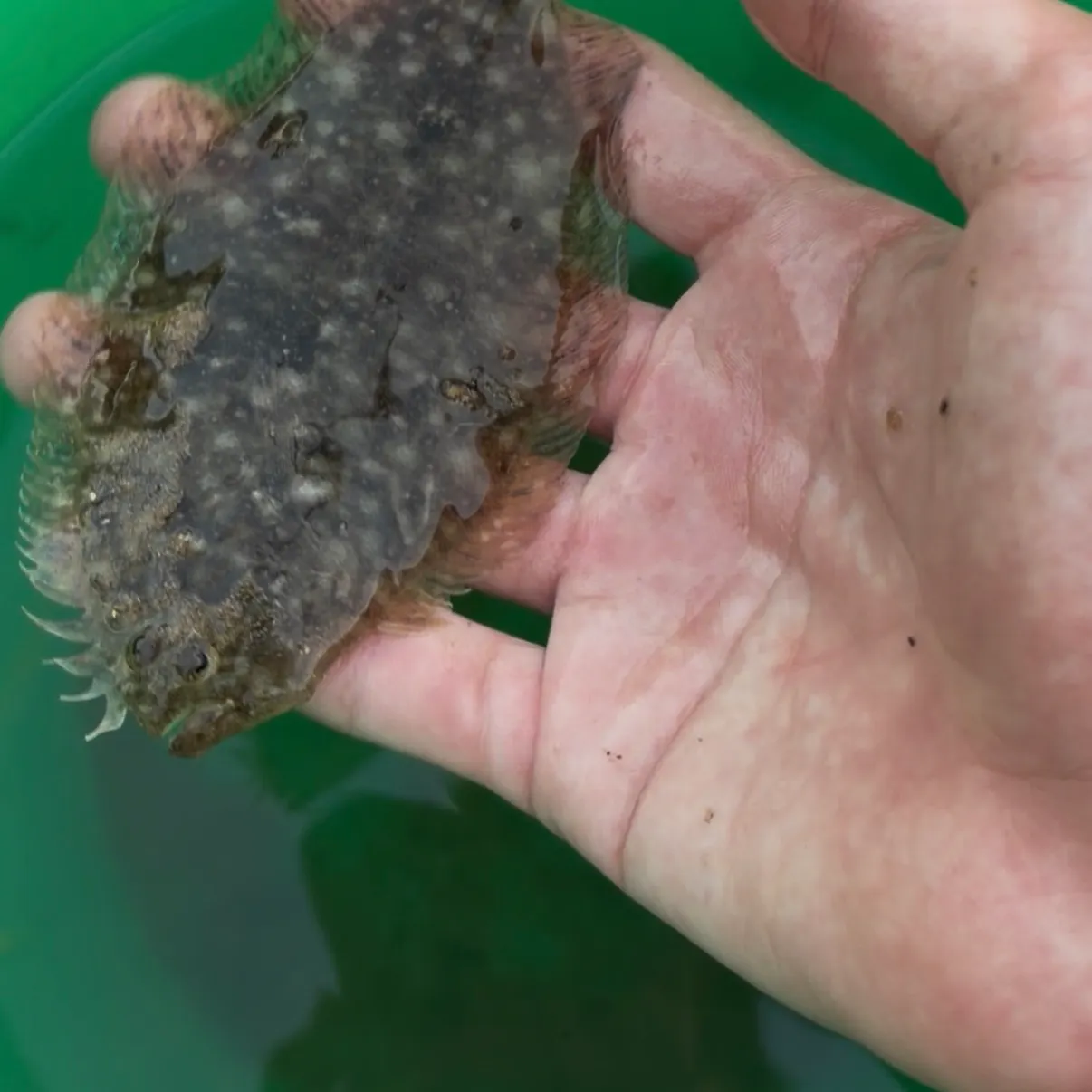 The most recent Largetooth flounder catches on Fishbrain