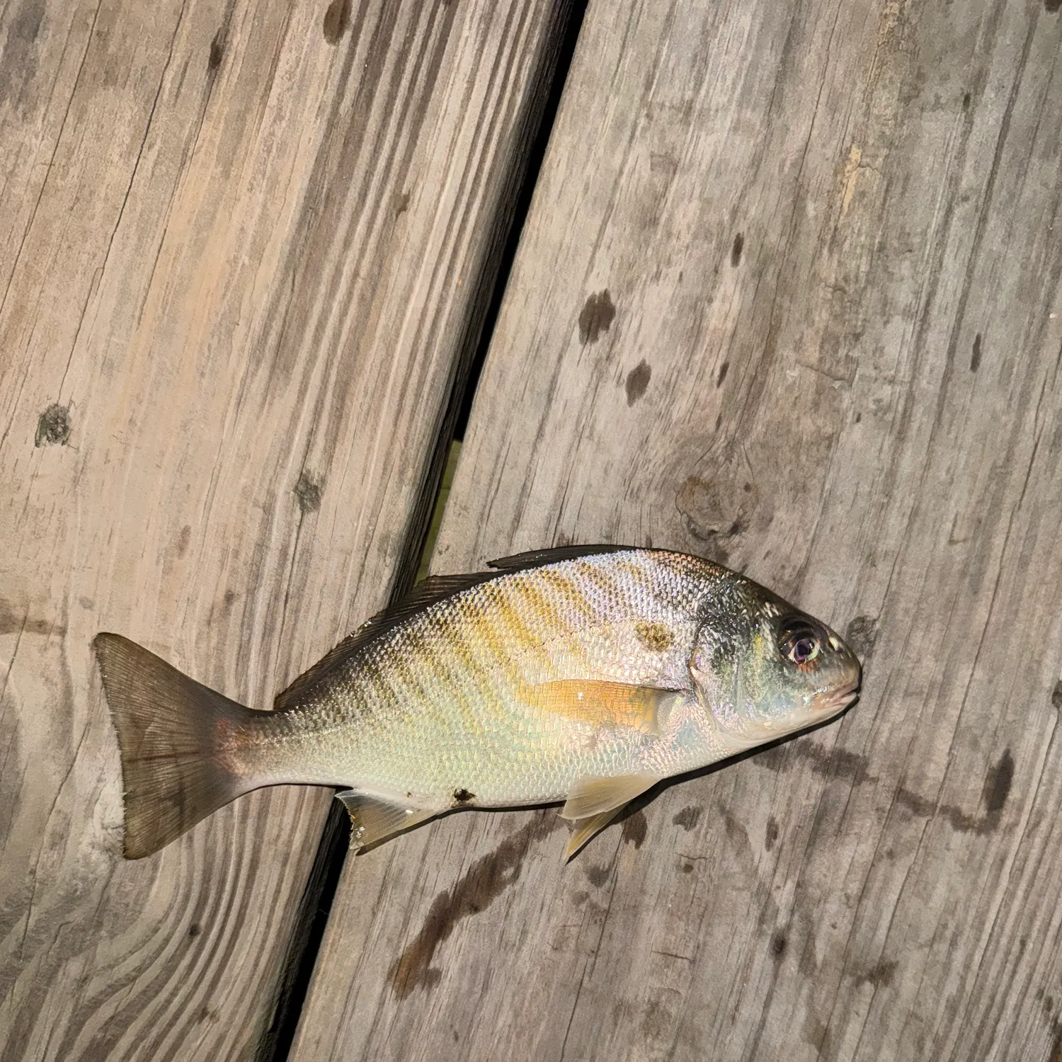 Spot croaker caught on Fishbrain