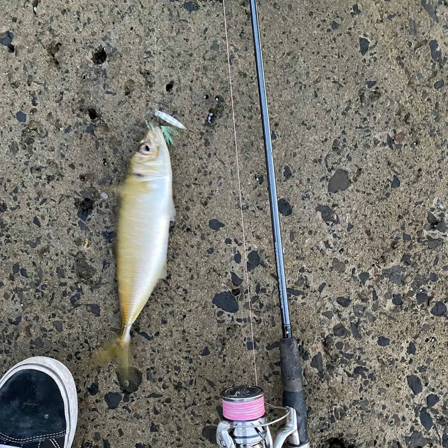 The most recent Yellowtail scad catches on Fishbrain