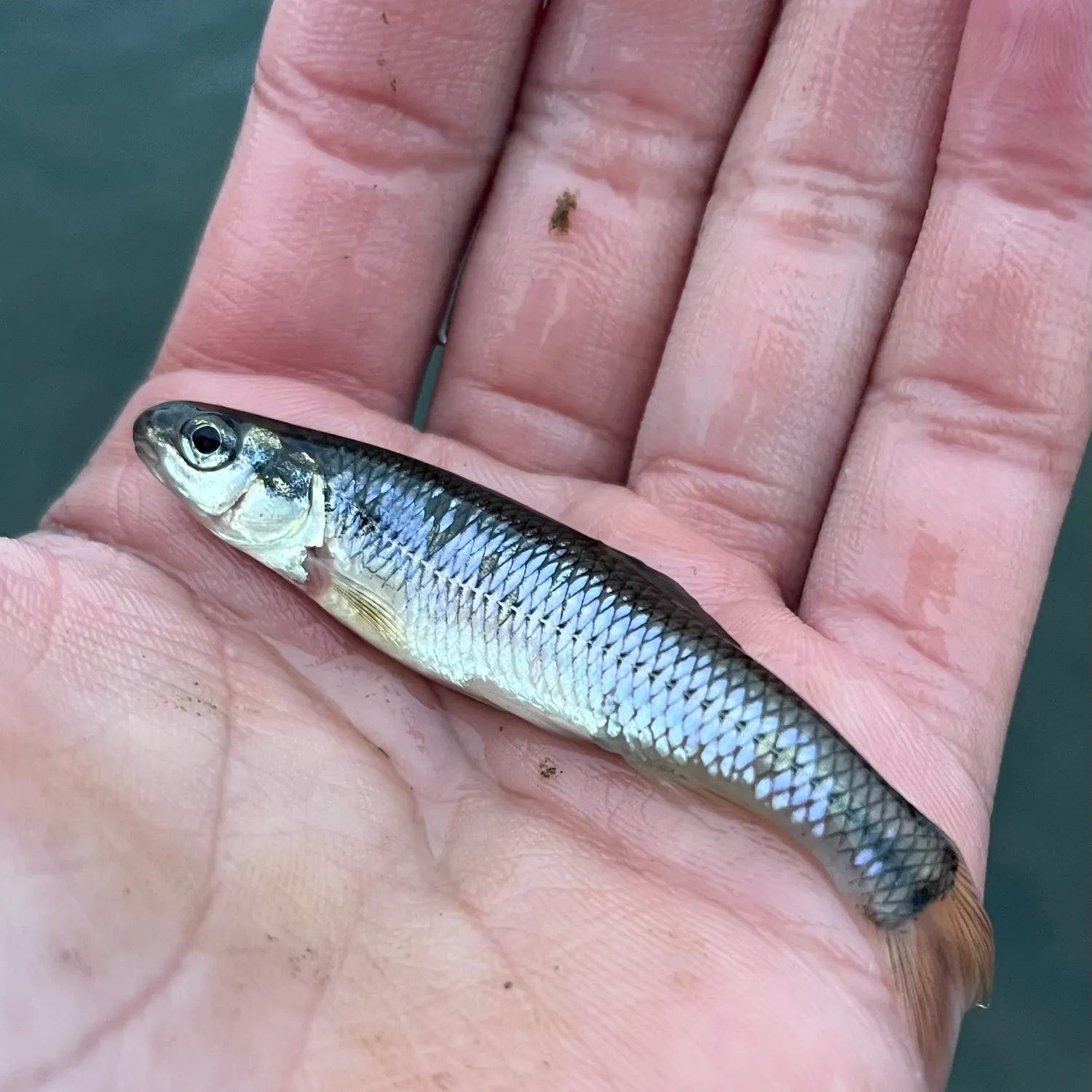 The most recent Bluntnose minnow catches on Fishbrain