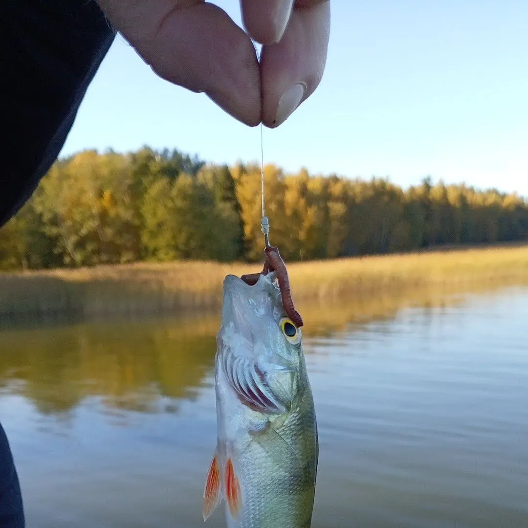 European perch caught on Fishbrain