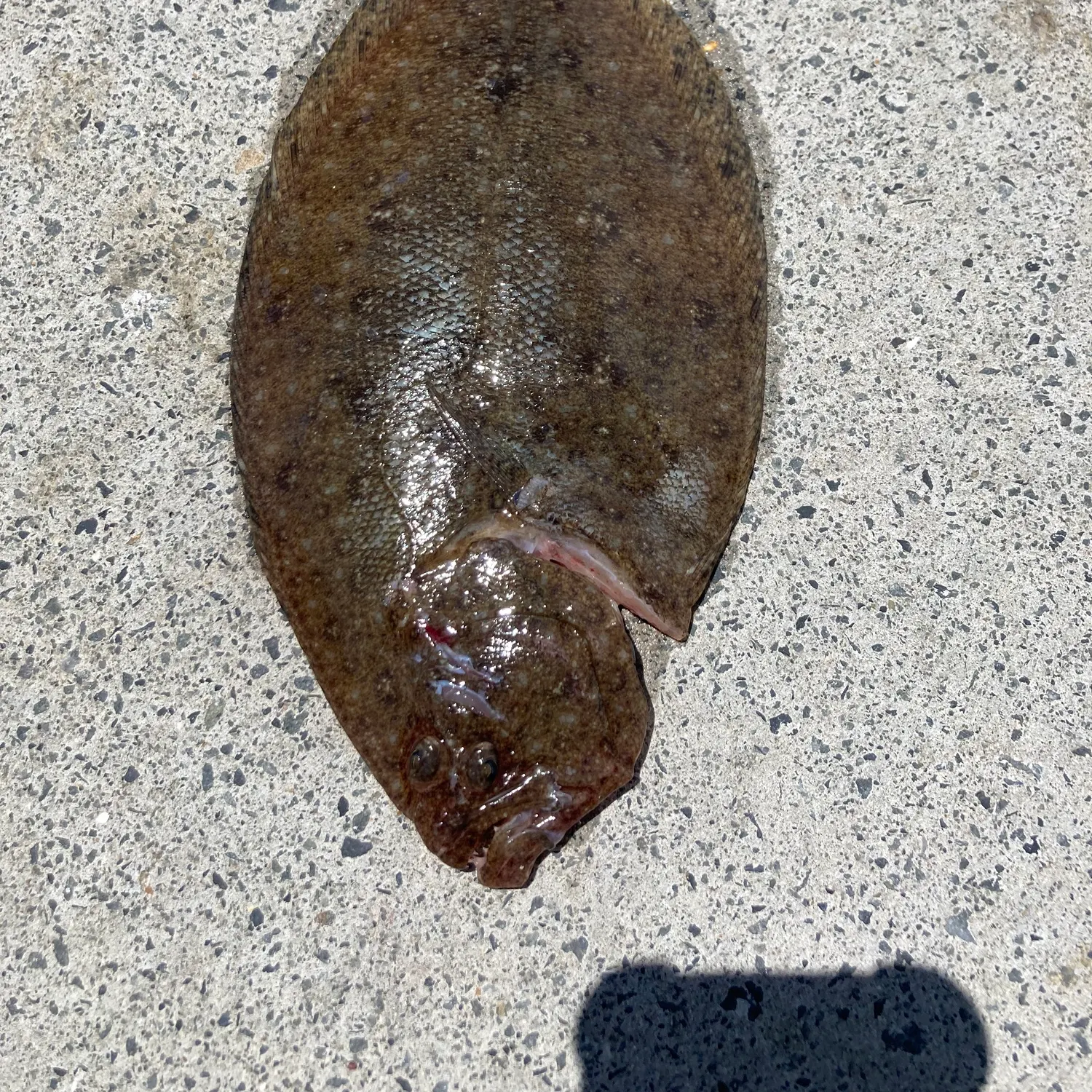 The most recent Largetooth flounder catches on Fishbrain