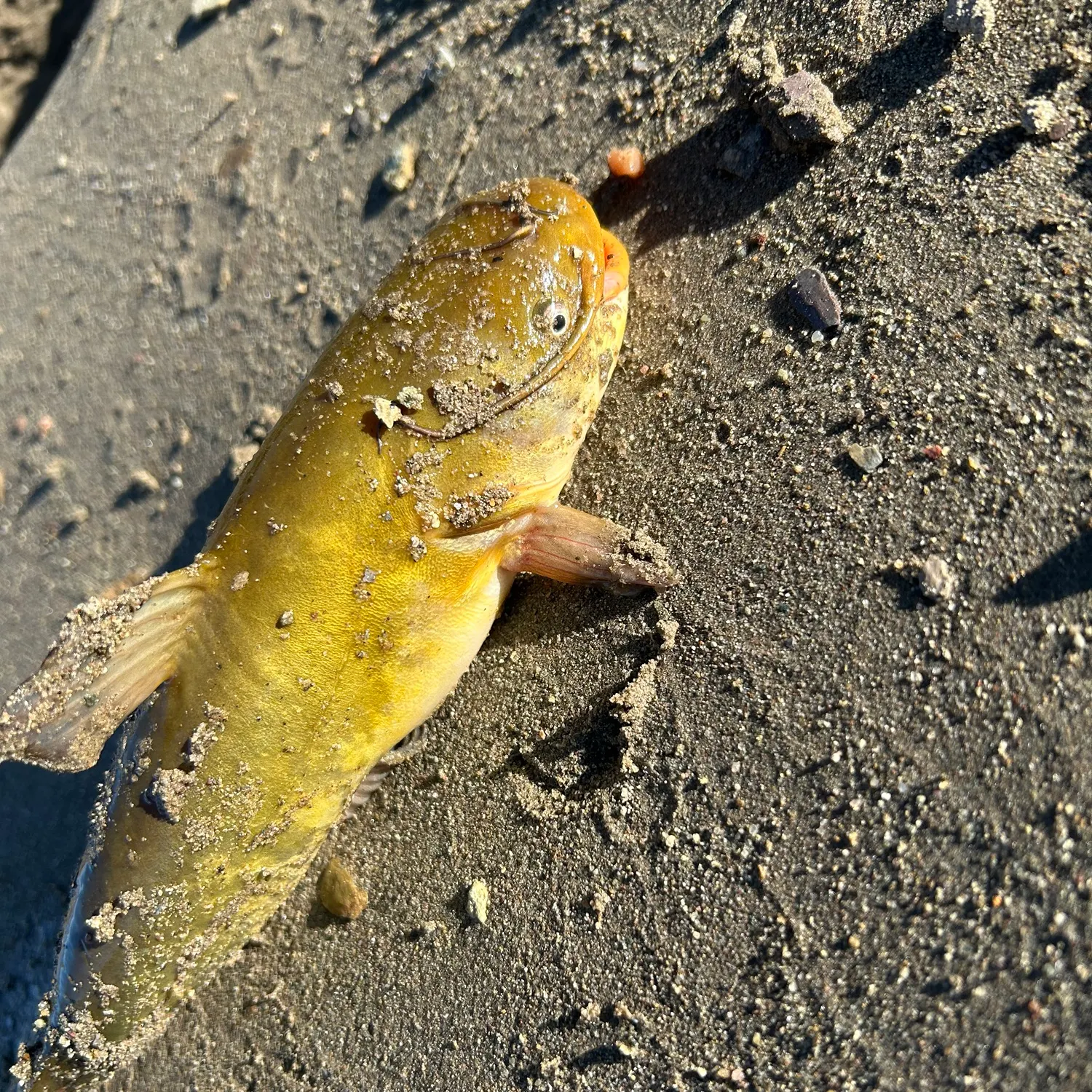 Yellow bullhead caught on Fishbrain