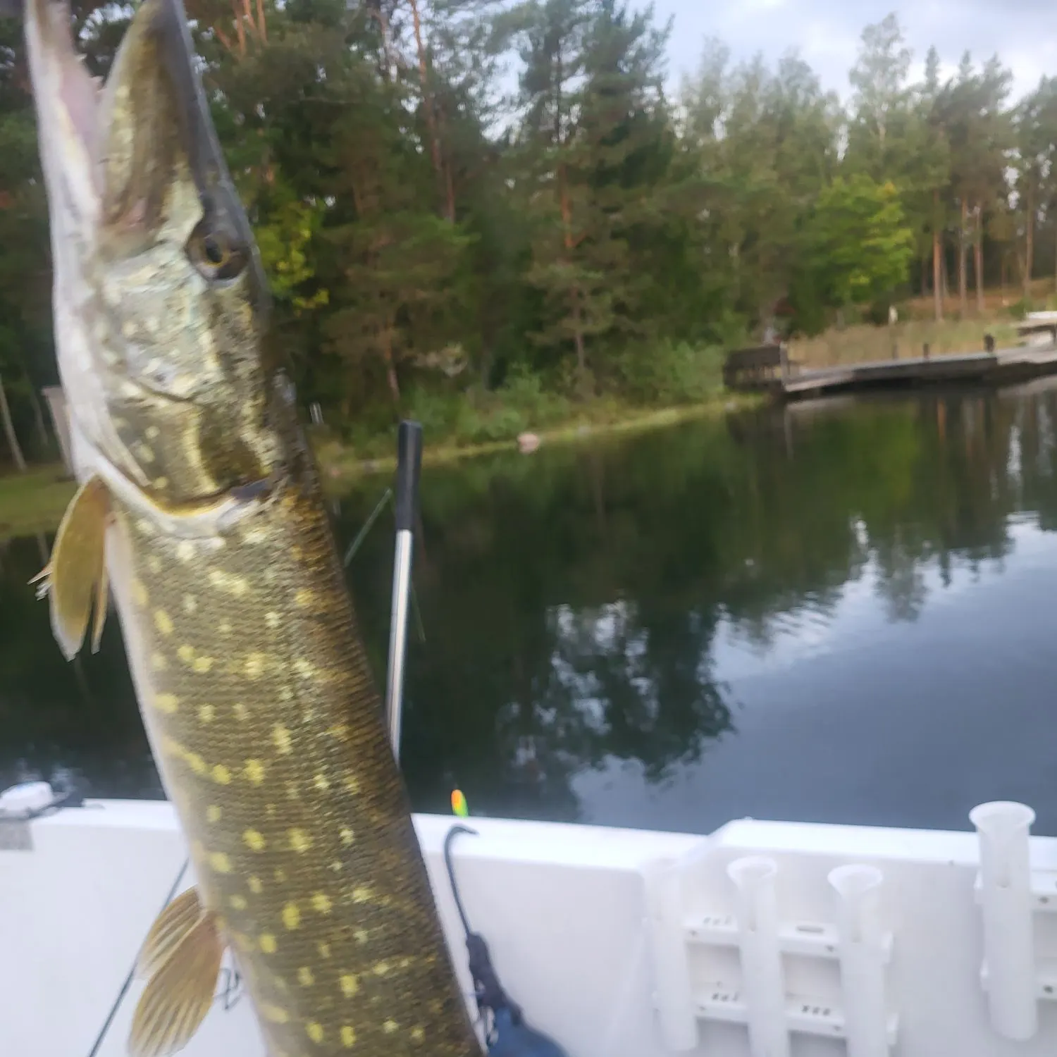 Northern pike caught on Fishbrain