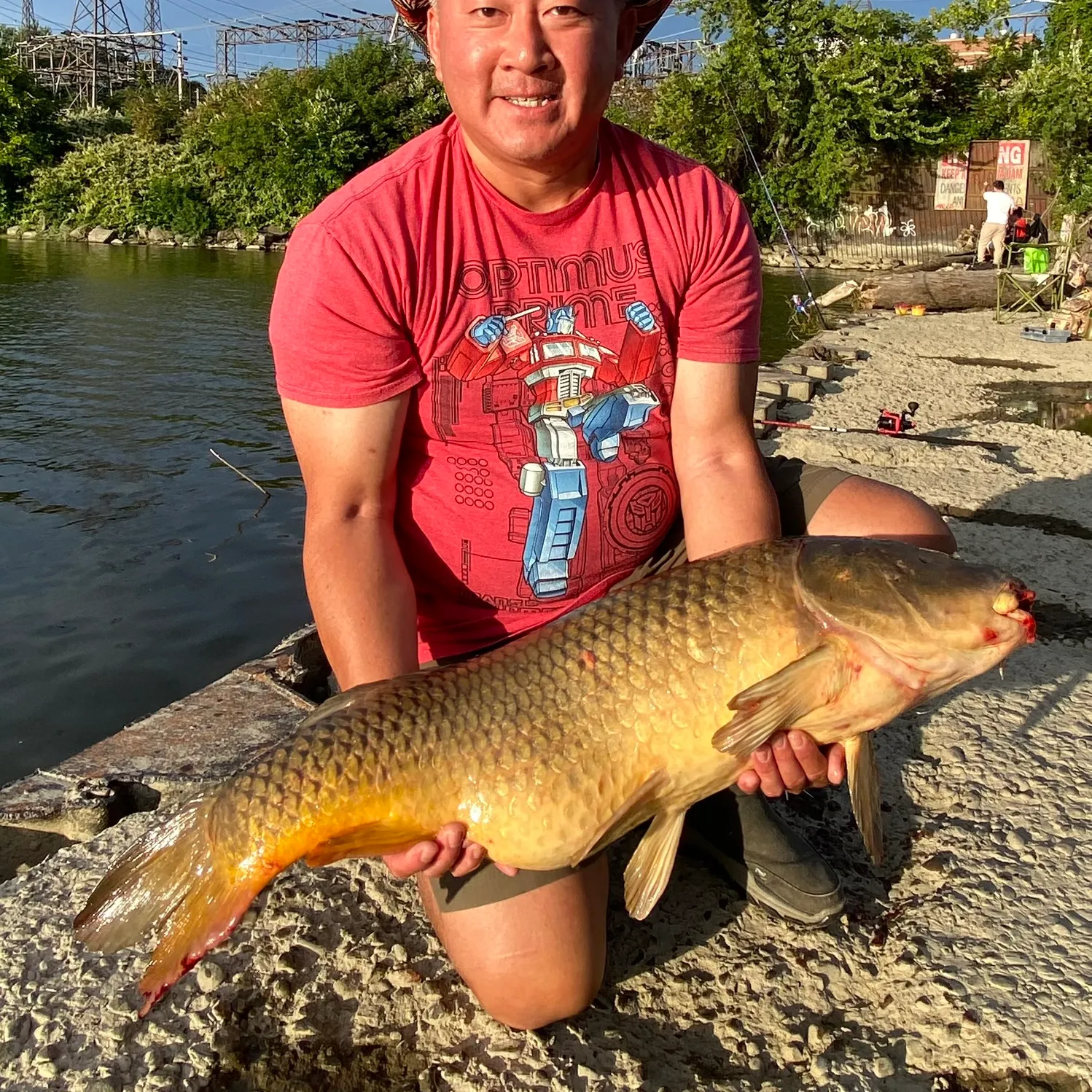 Common carp caught on Fishbrain