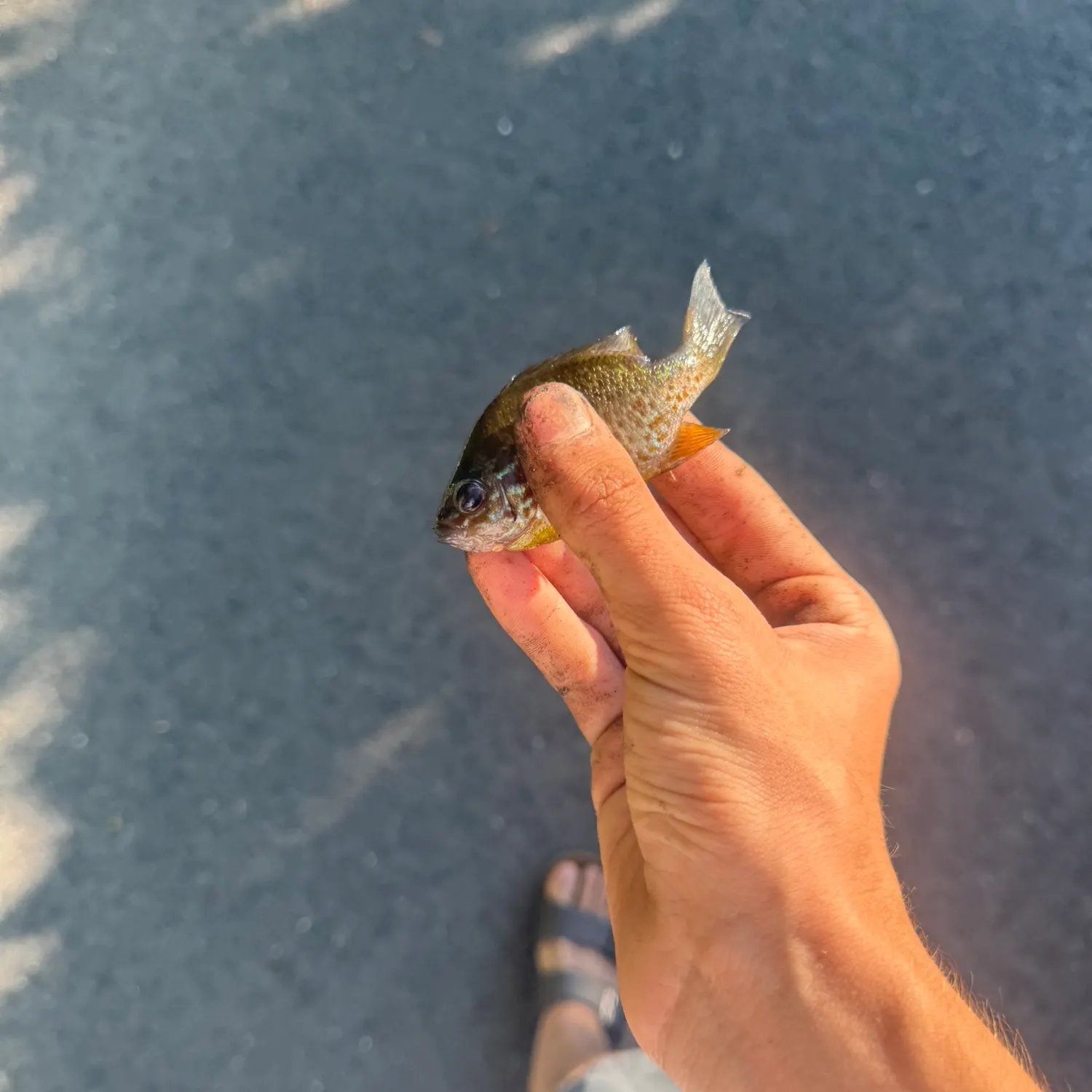 The most recent Redbreast sunfish catches on Fishbrain