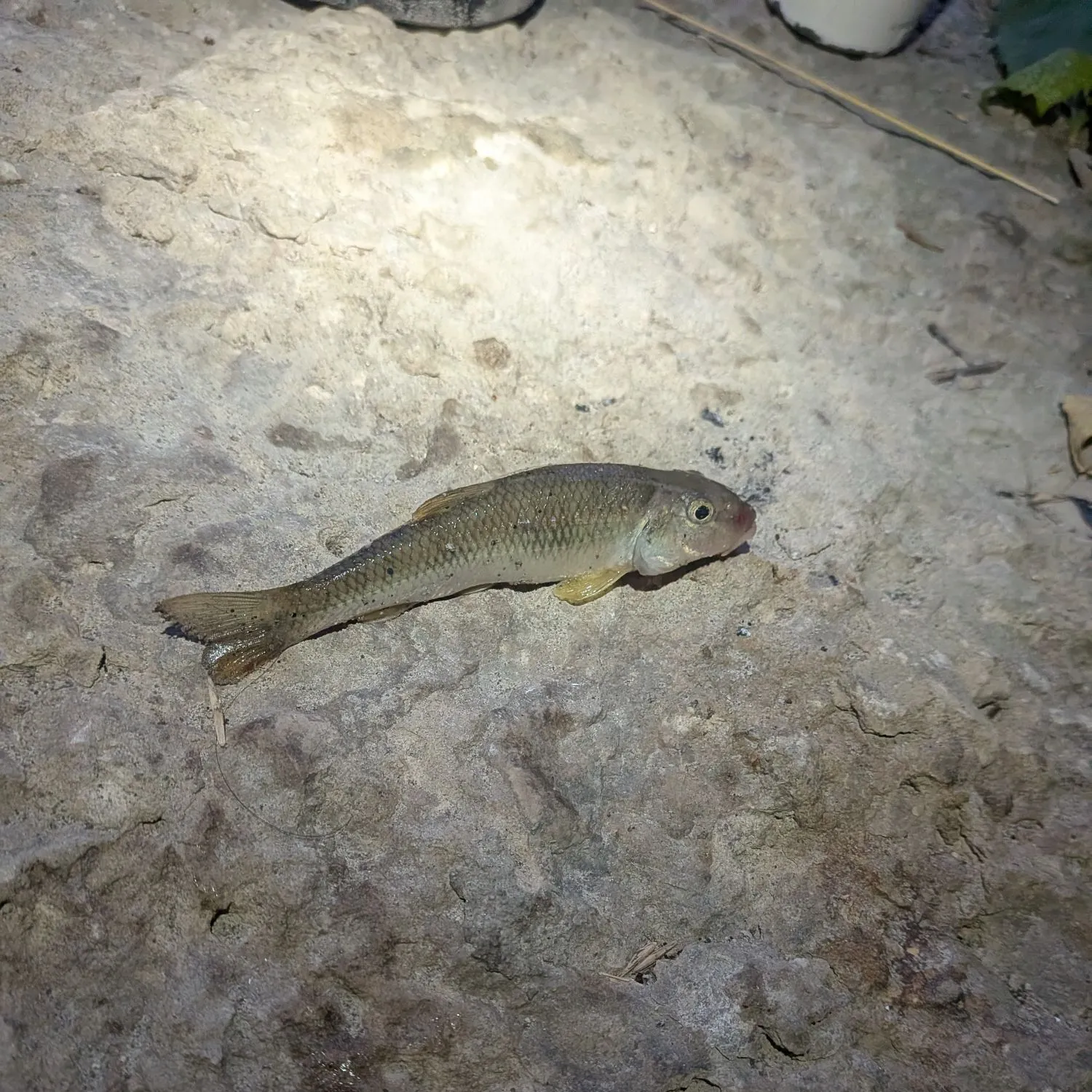 The most recent Central stoneroller catches on Fishbrain