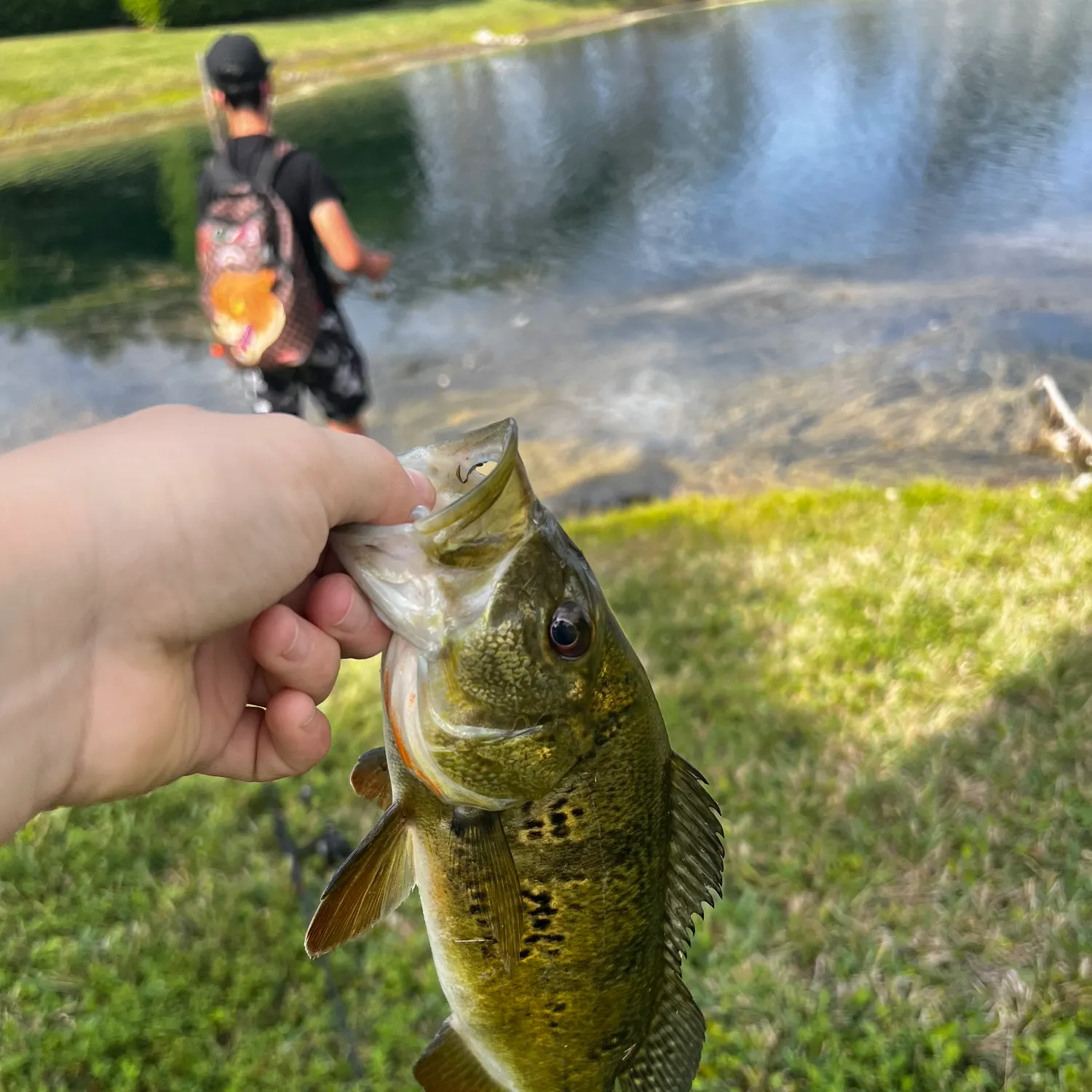 The most recent Butterfly peacock bass catches on Fishbrain