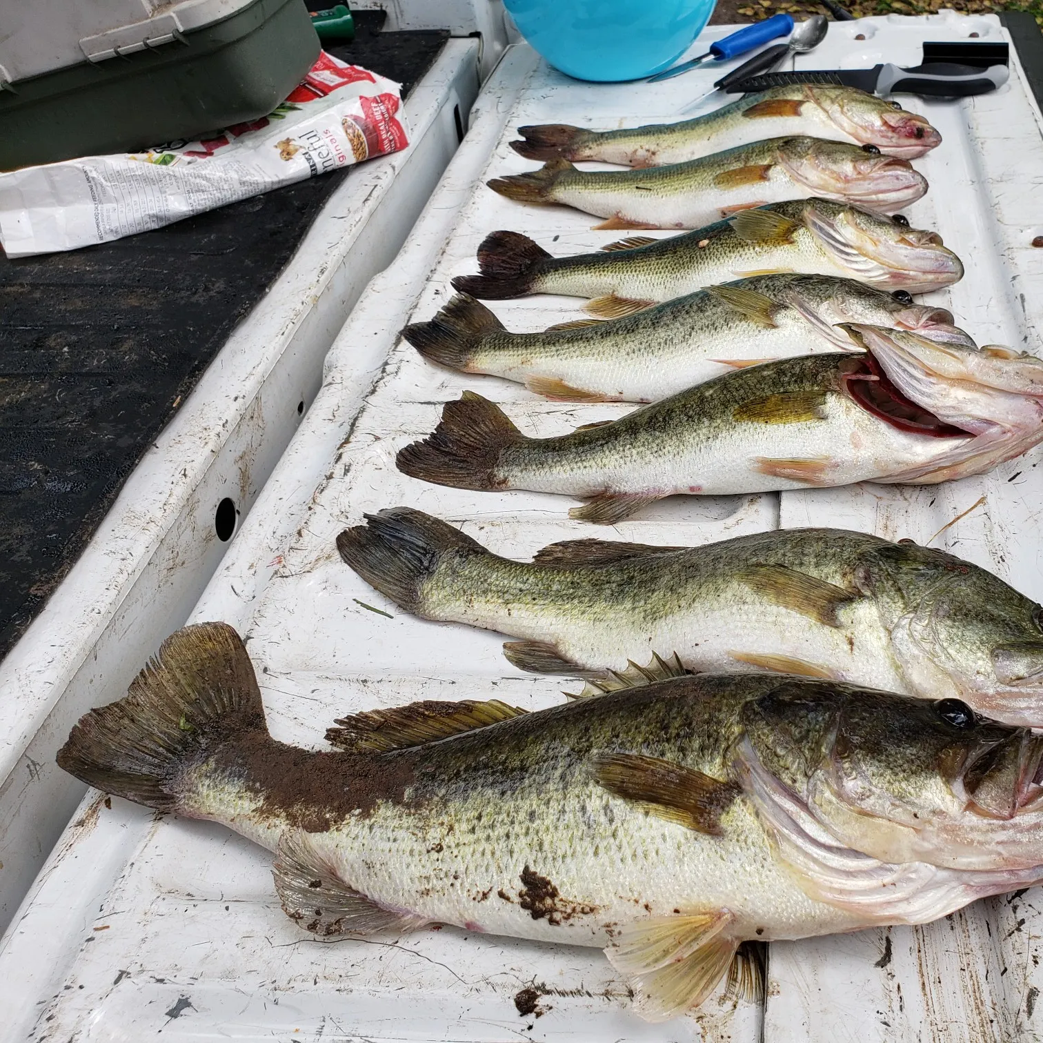 recently logged catches