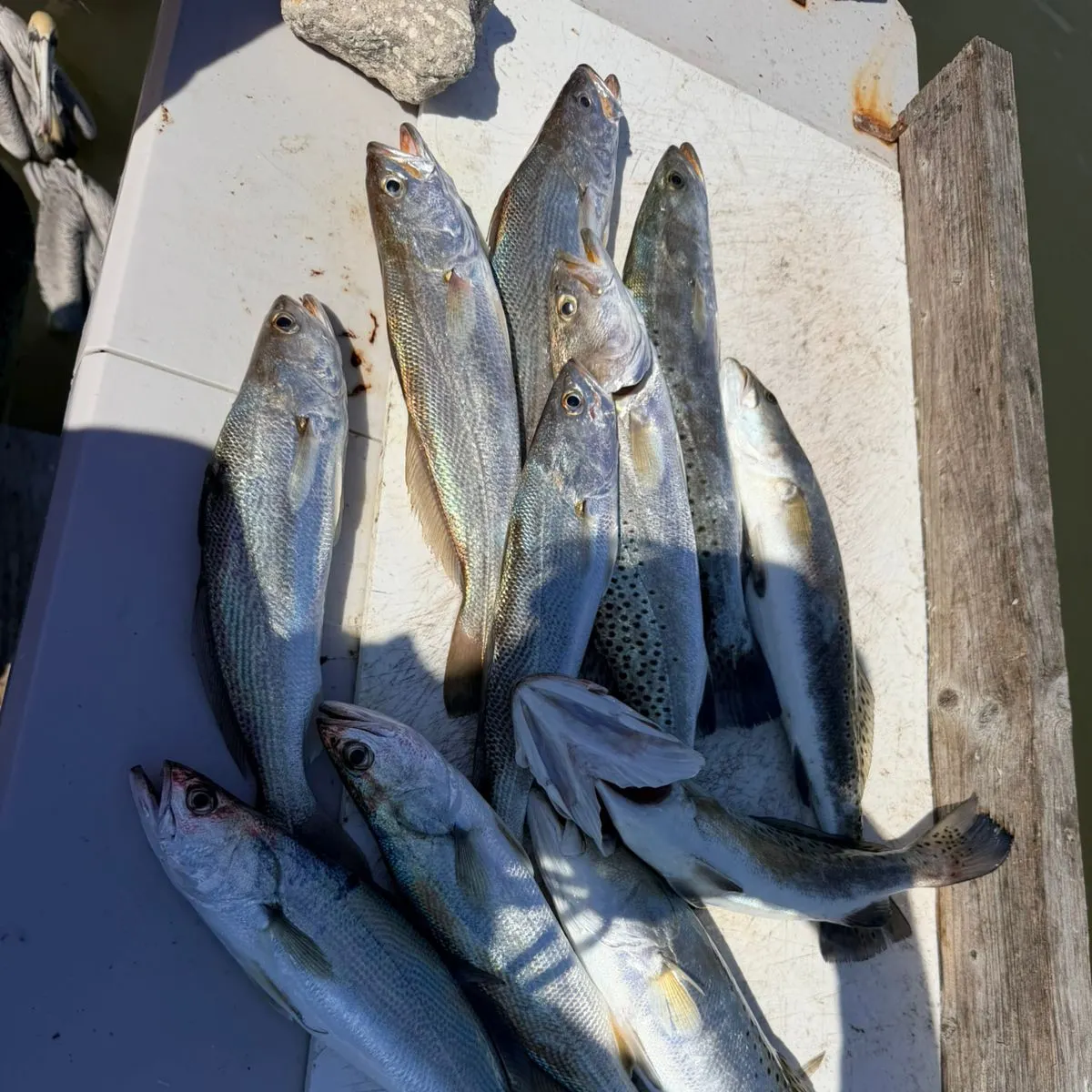 The most recent Gray weakfish catches on Fishbrain