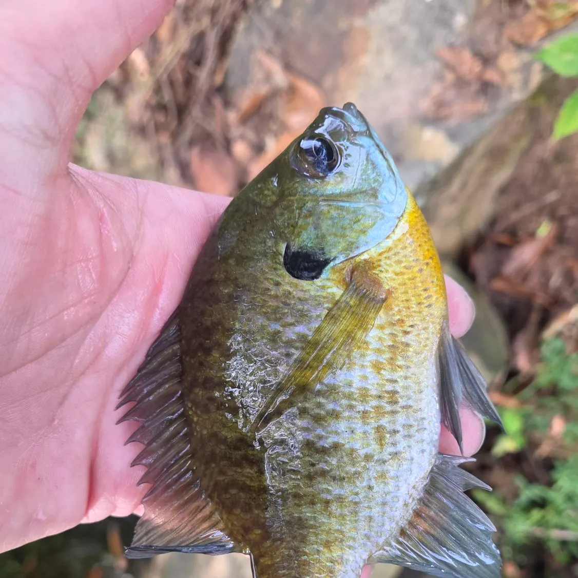 Bluegill caught on Fishbrain