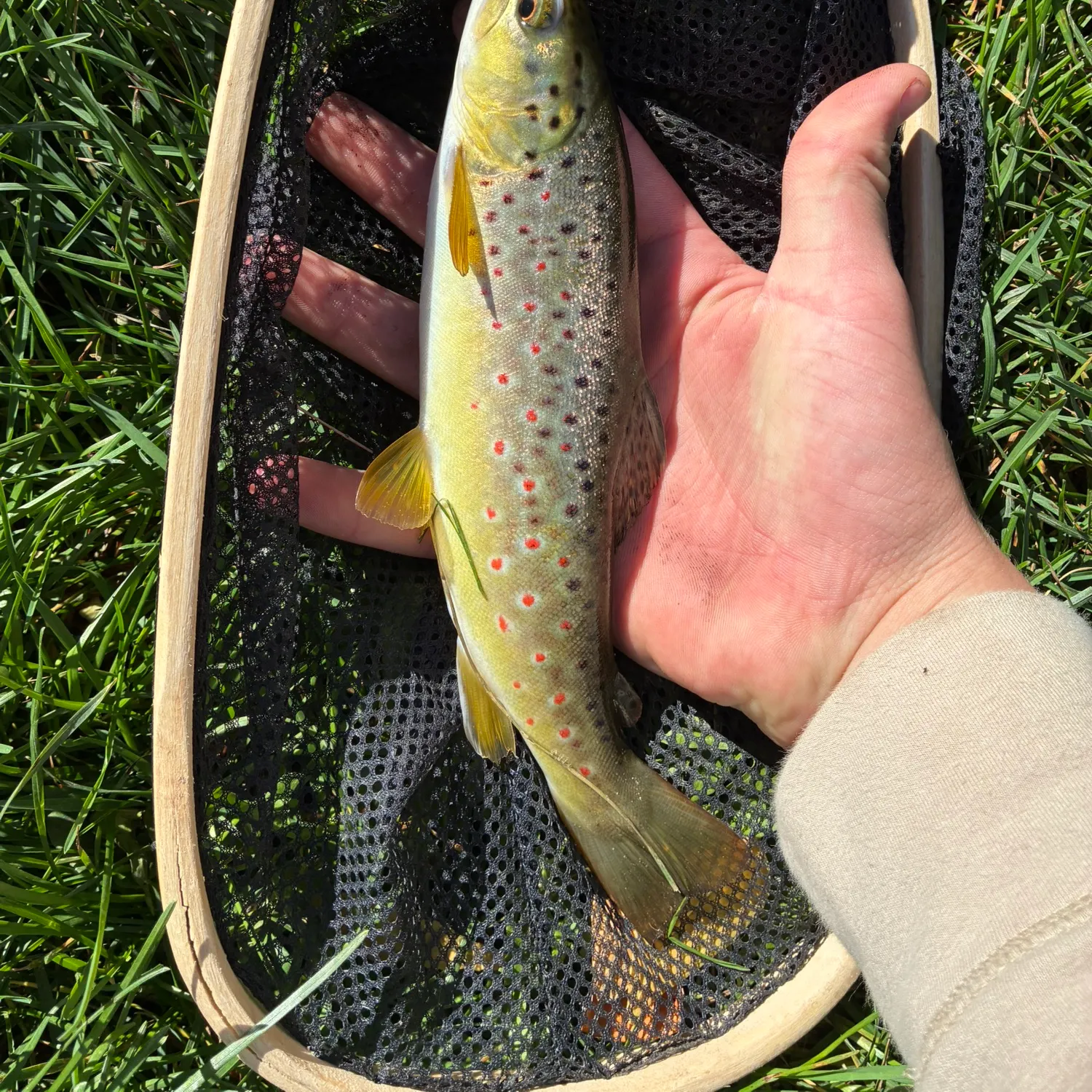 Brown trout caught on Fishbrain