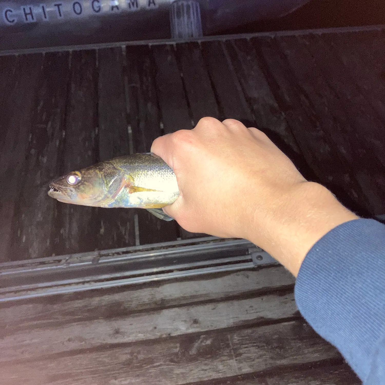 Walleye caught on Fishbrain