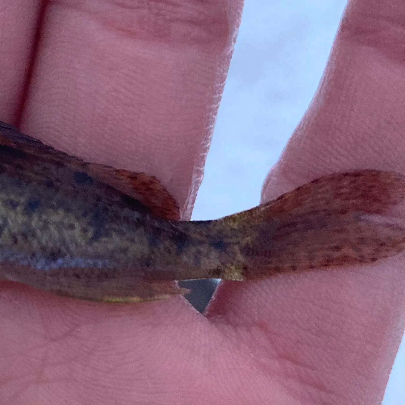 The most recent Eurasian ruffe catches on Fishbrain