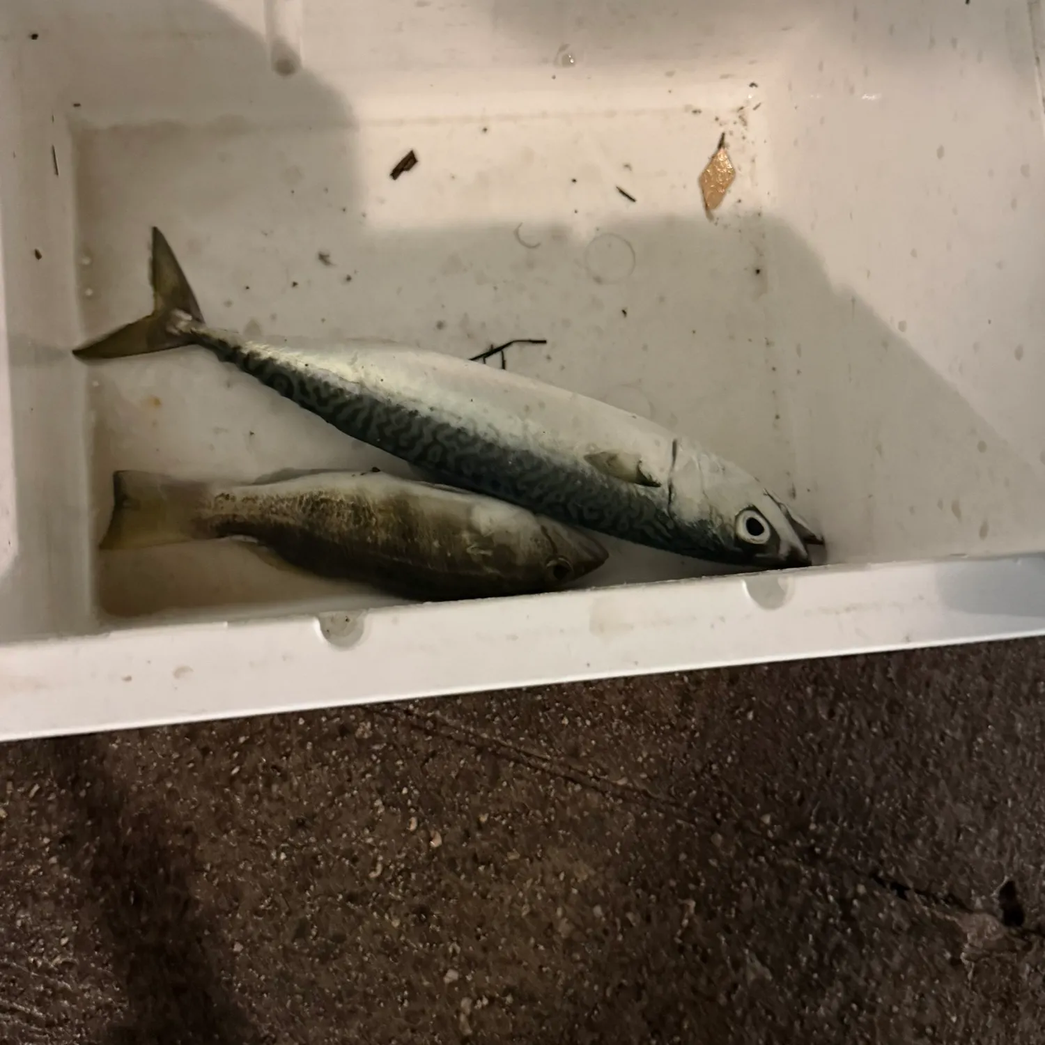 Pacific chub mackerel caught on Fishbrain