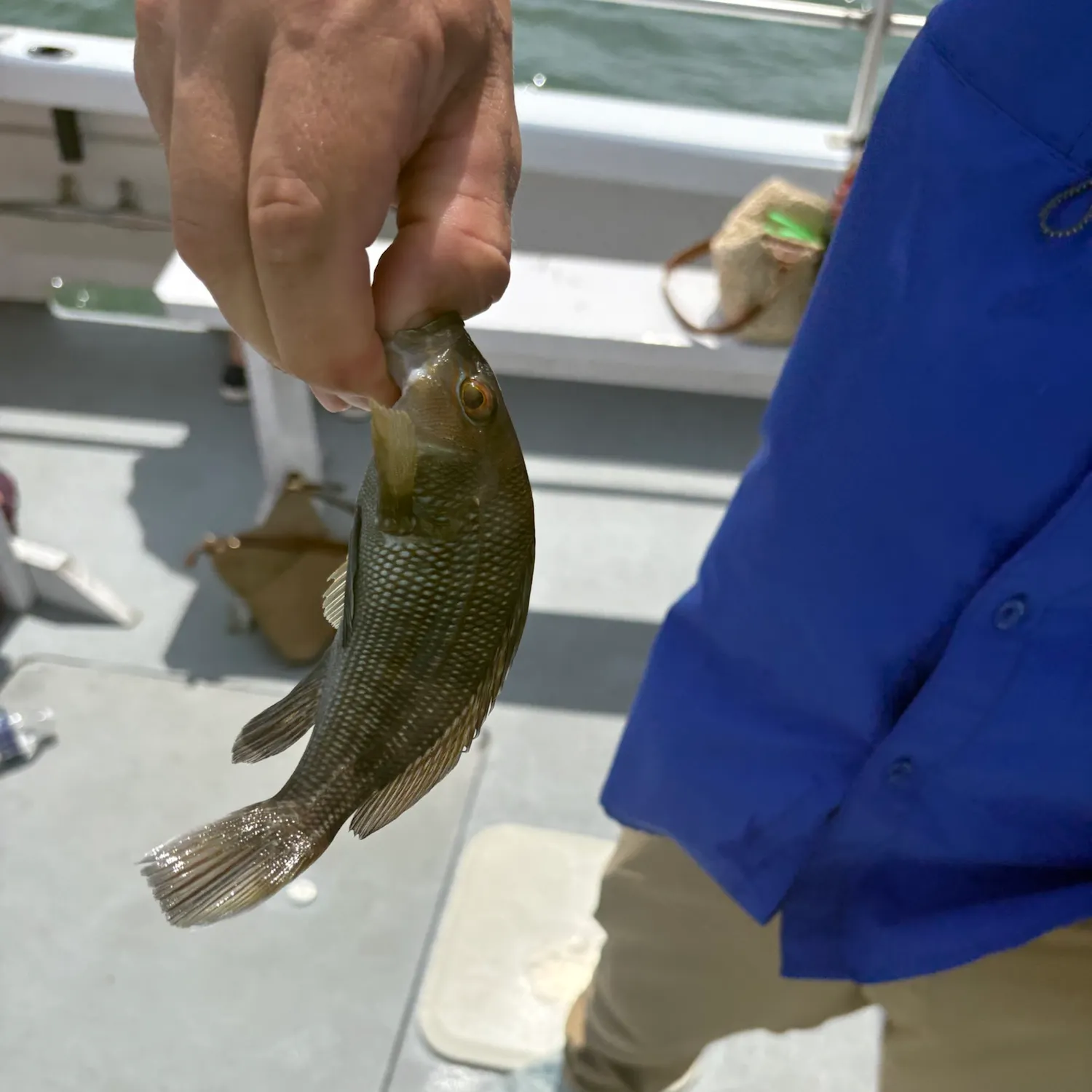 Black sea bass caught on Fishbrain