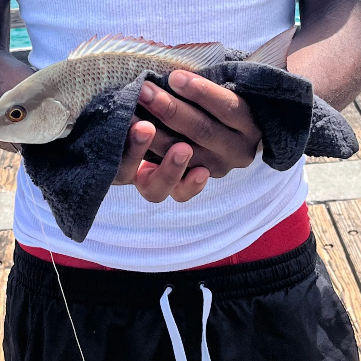 The most recent Mangrove snapper catches on Fishbrain